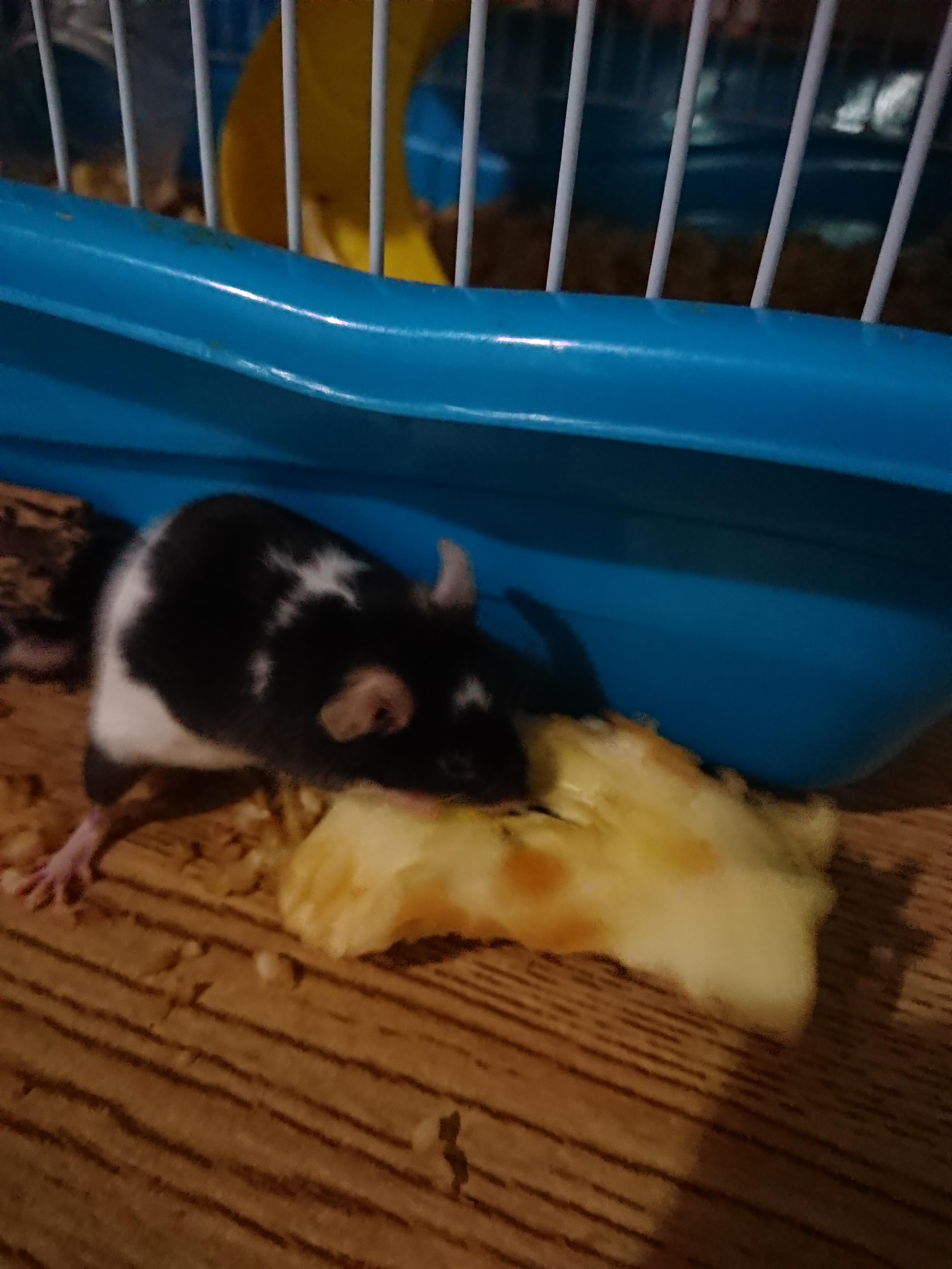 It is dangerous to mice to eat apple's seed? Since I know that those