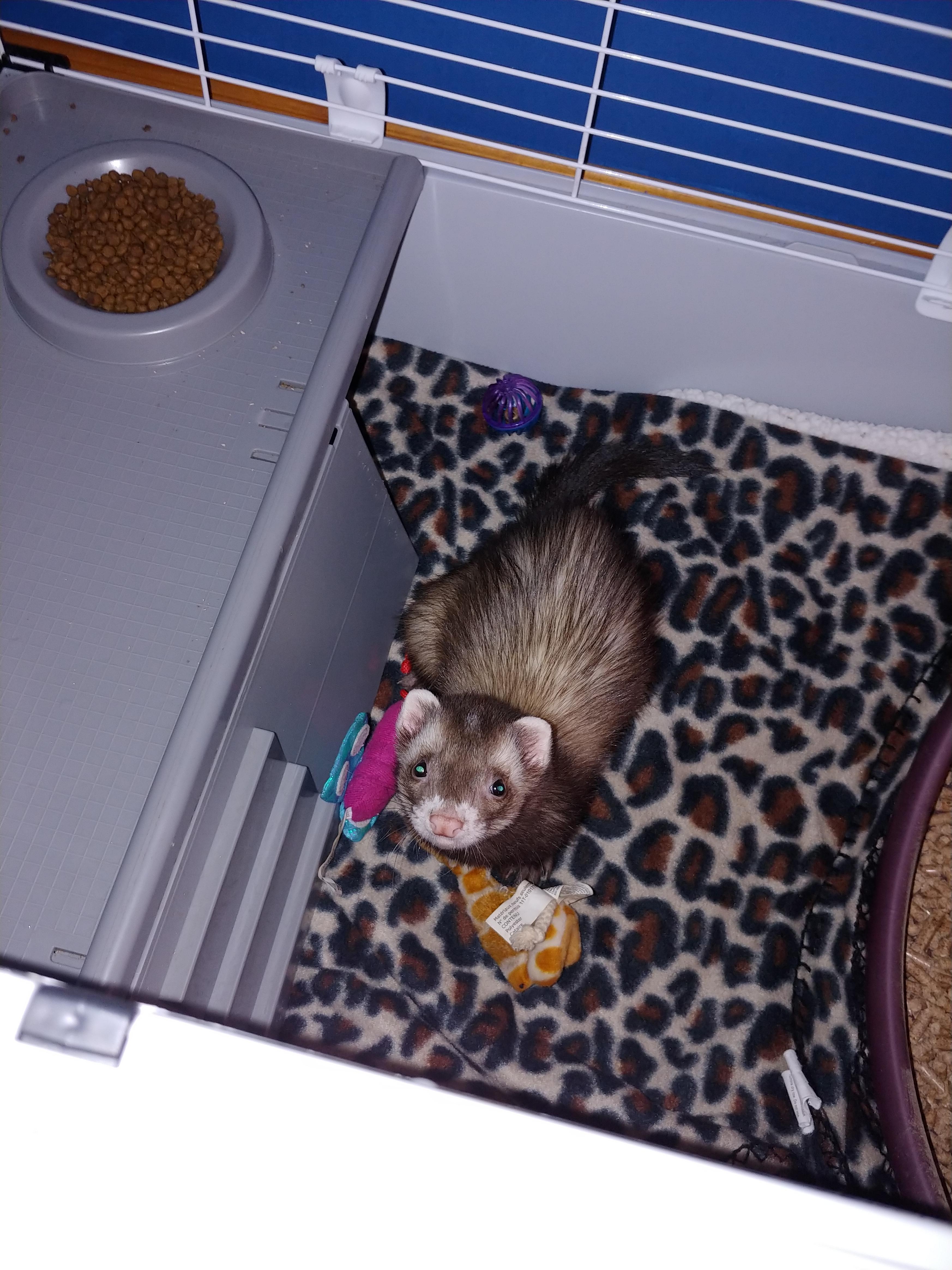 "Wha...what have you done?" He looks so sad after I cleaned his cage