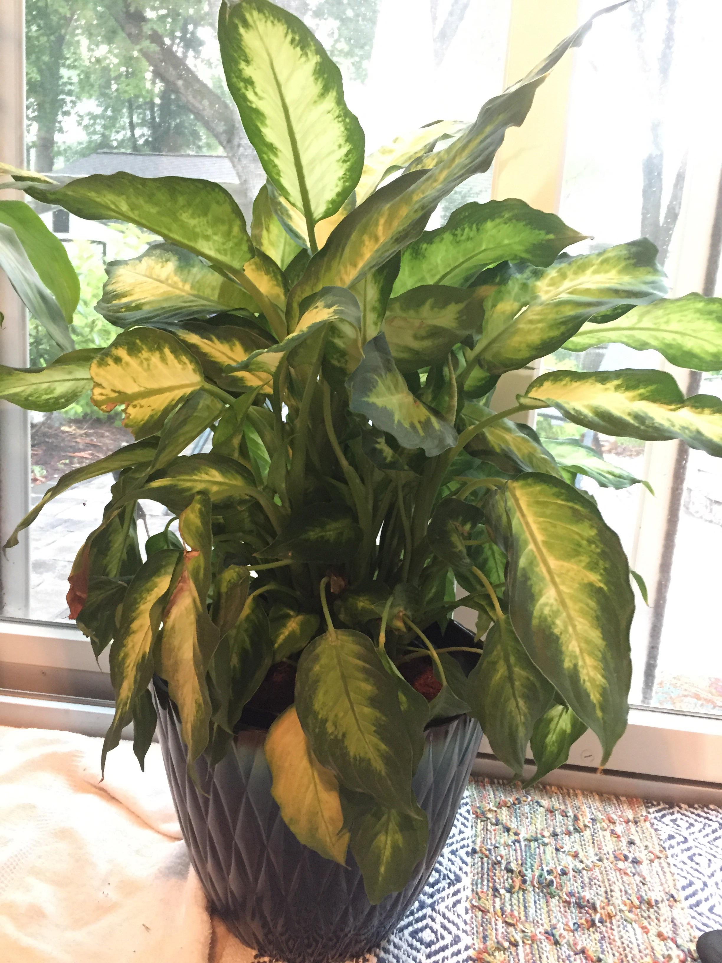 Bottom leaves on dumb cane are drooping, but top leaves are happy. Any