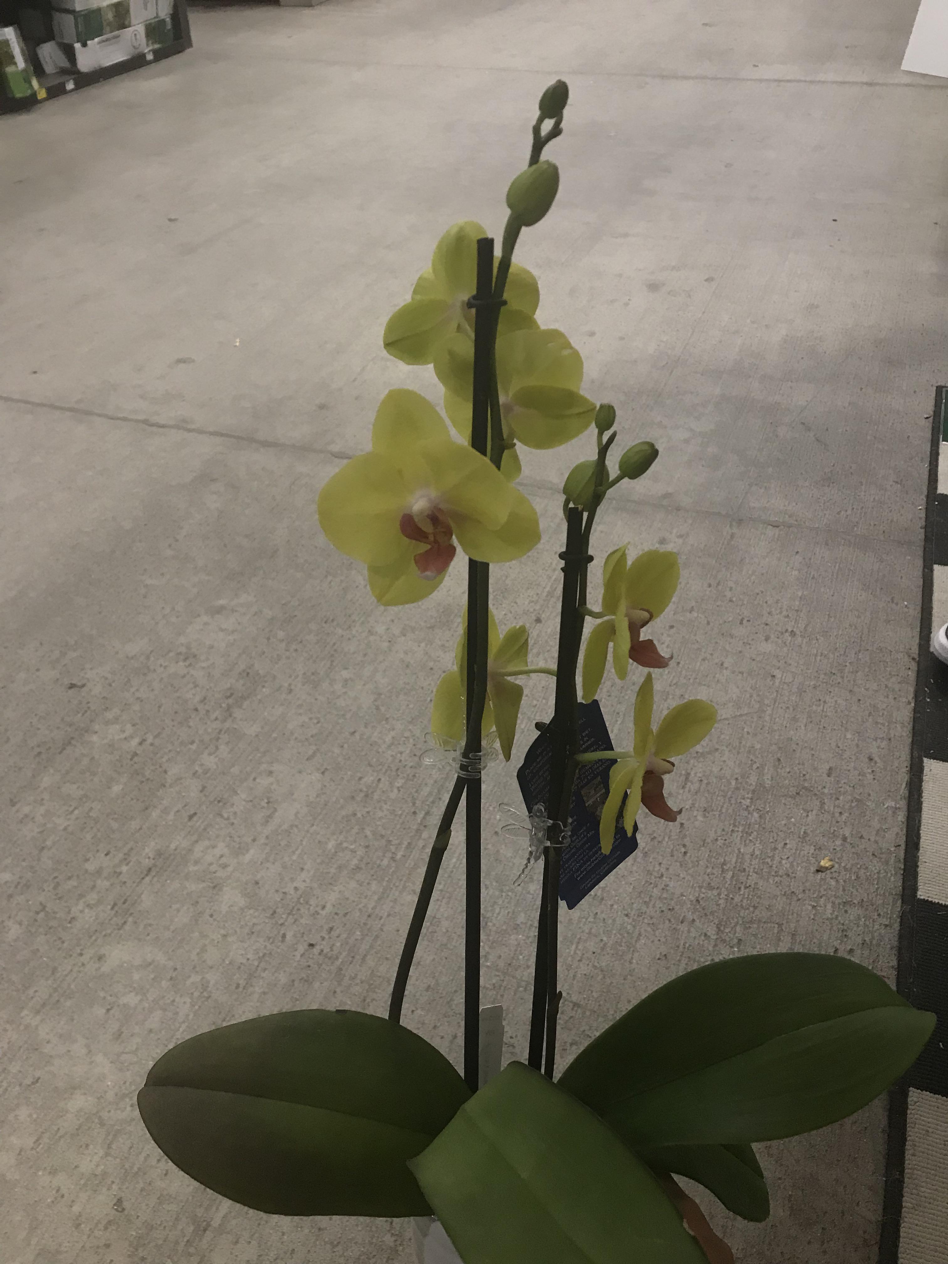 Does anyone have any advice on how to get an orchid to rebloom more