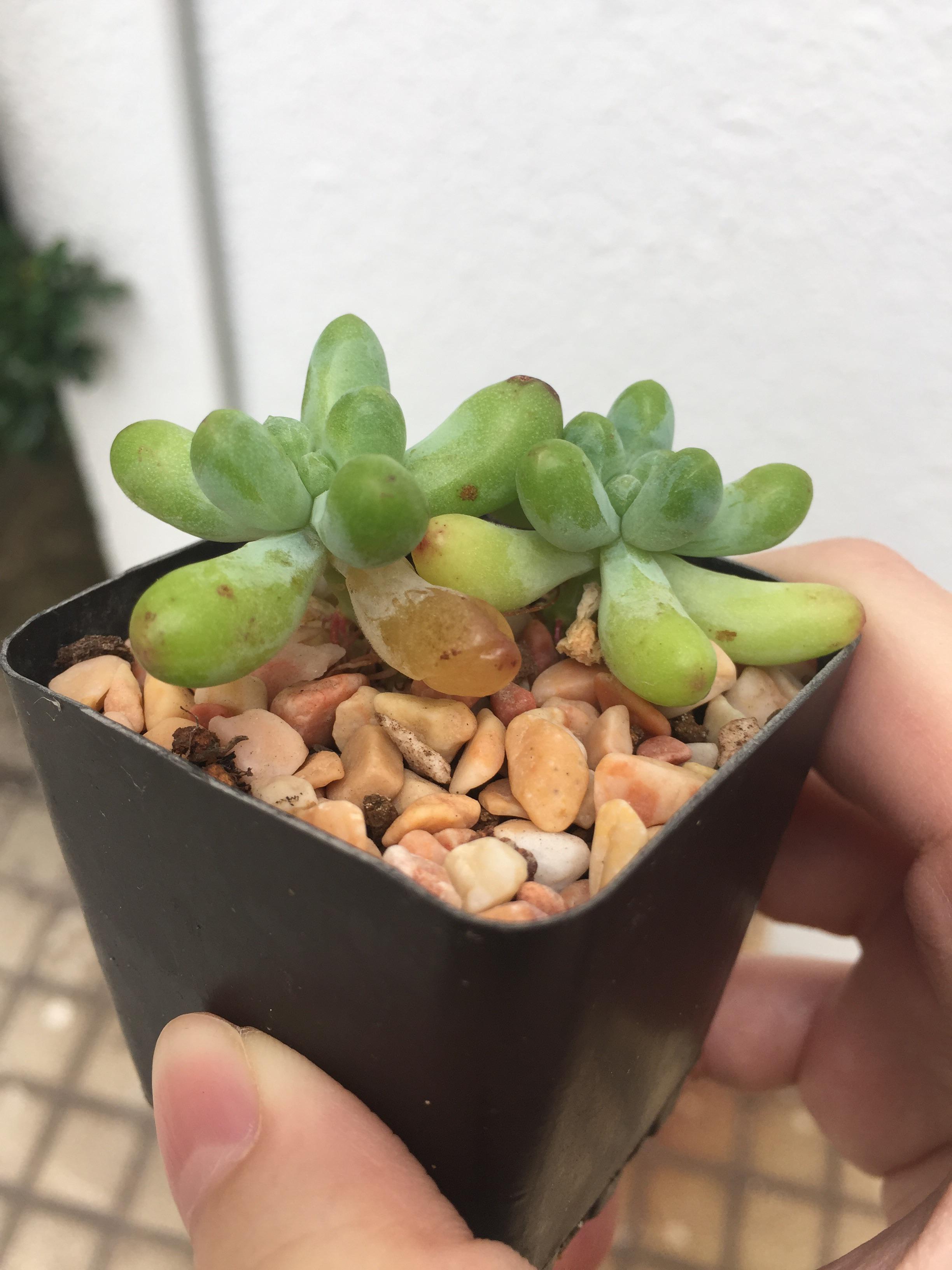Why is my succulent’s bottom leaves turning squishy? I