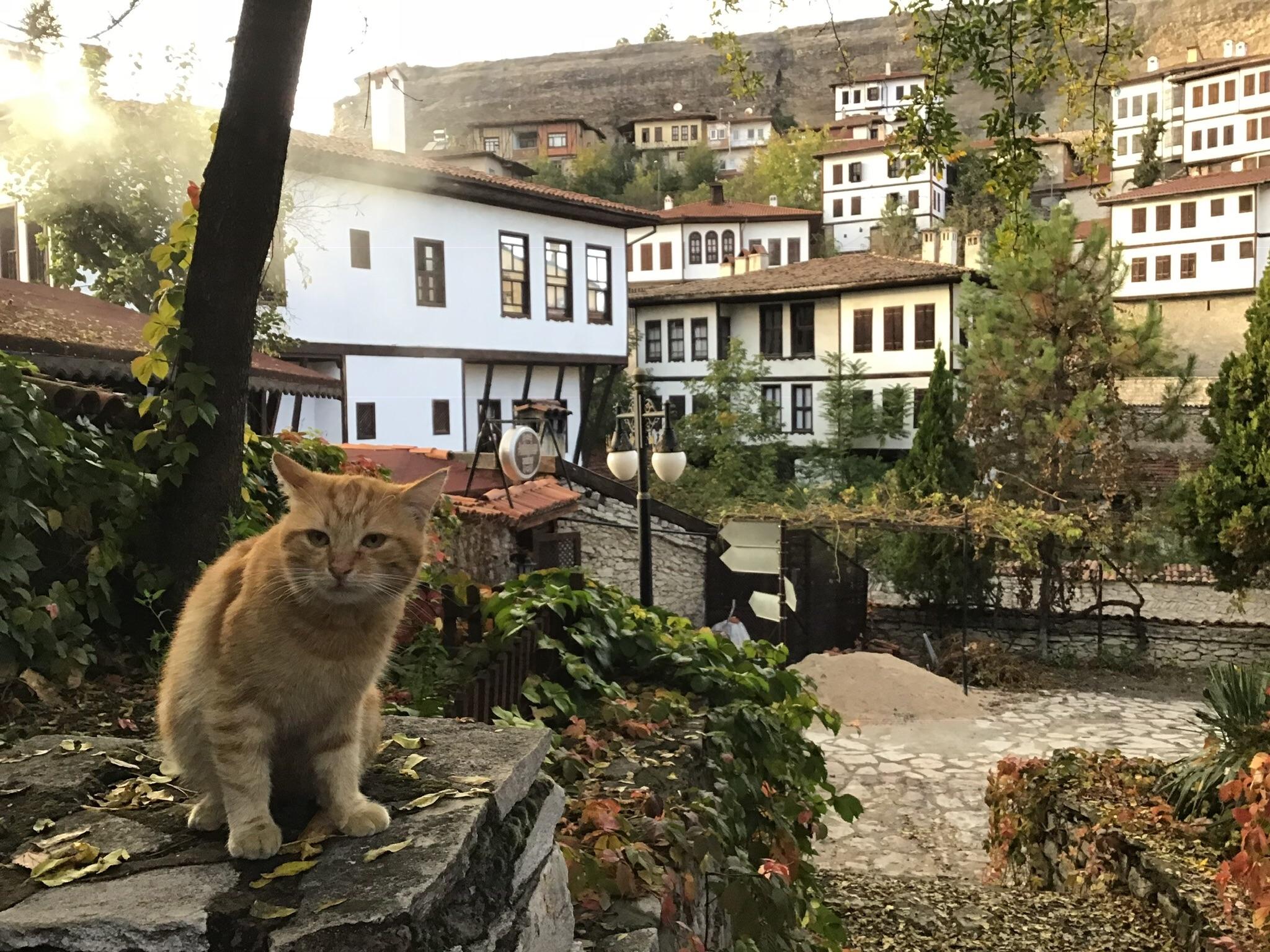 A stray cat in Safranbolu, Turkey r/cats