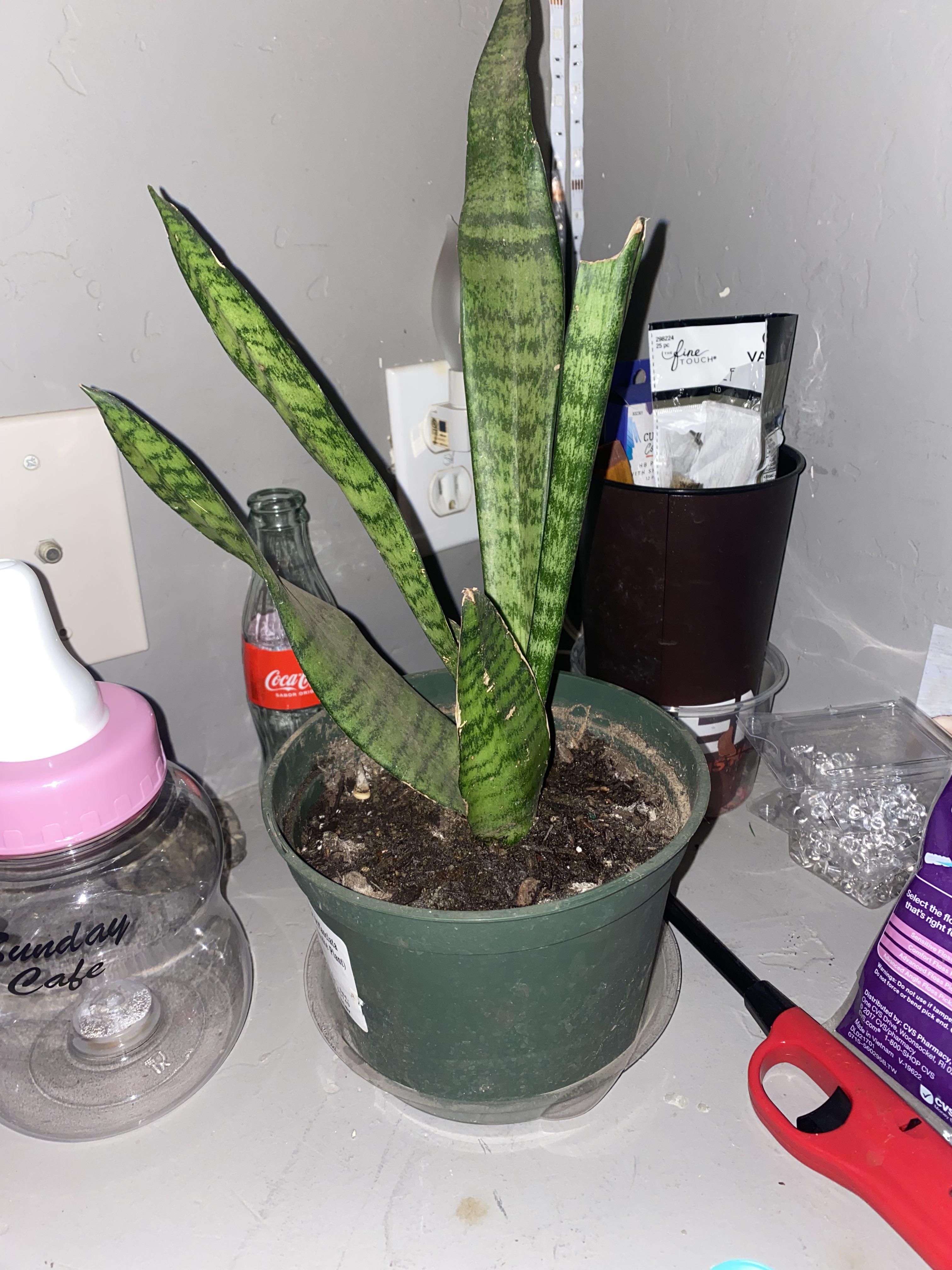 How much water should i give a snake plant this size, im asking for a