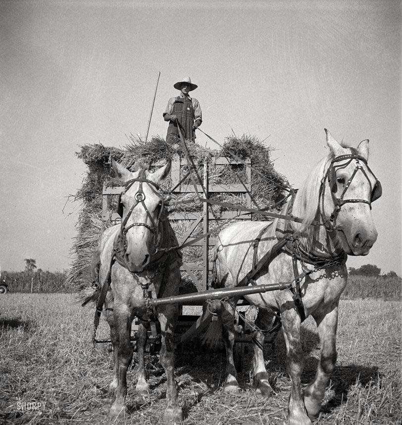 Harvesting oats. Clayton, Indiana, south of Indianapolis, July 1936