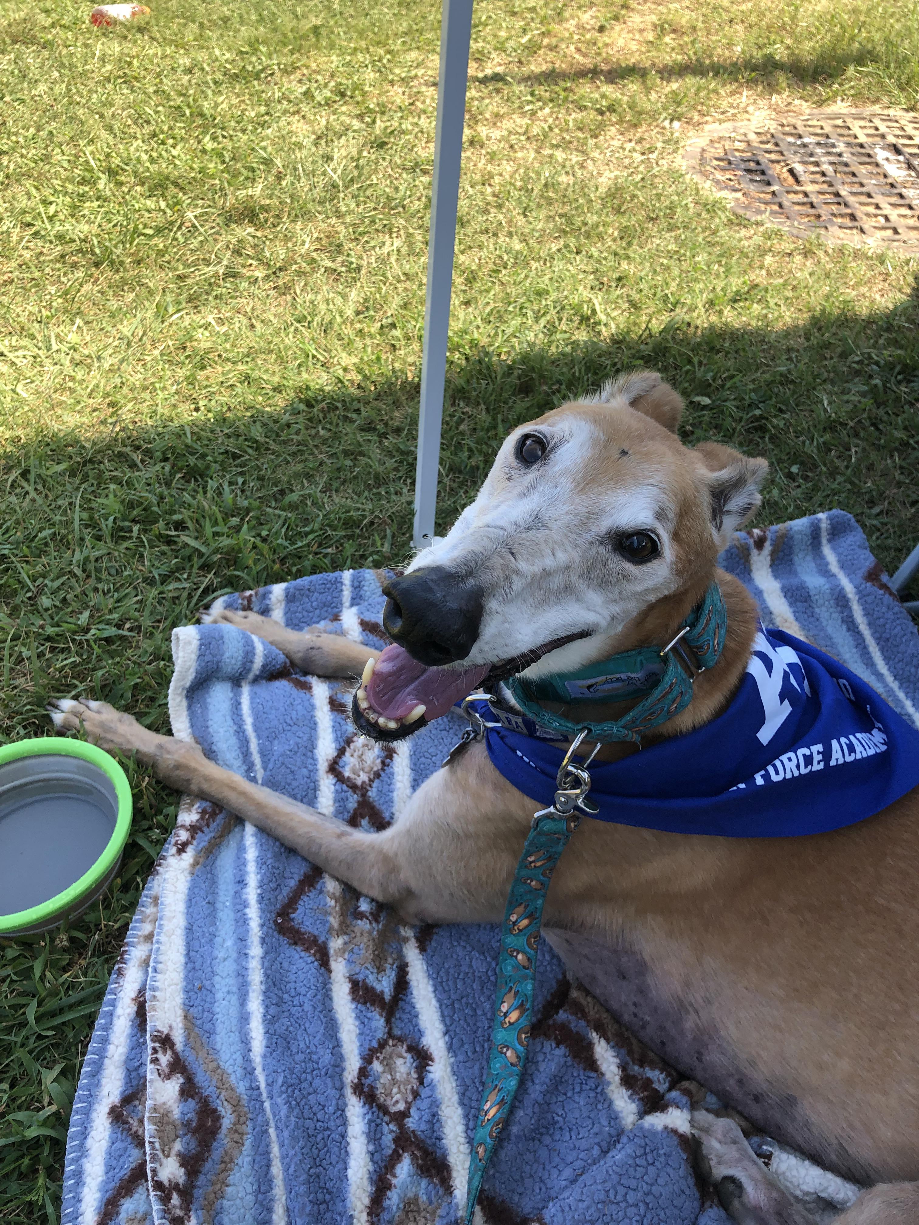 On my cake day give some love to my almost 12 y/o rescue greyhound, Red