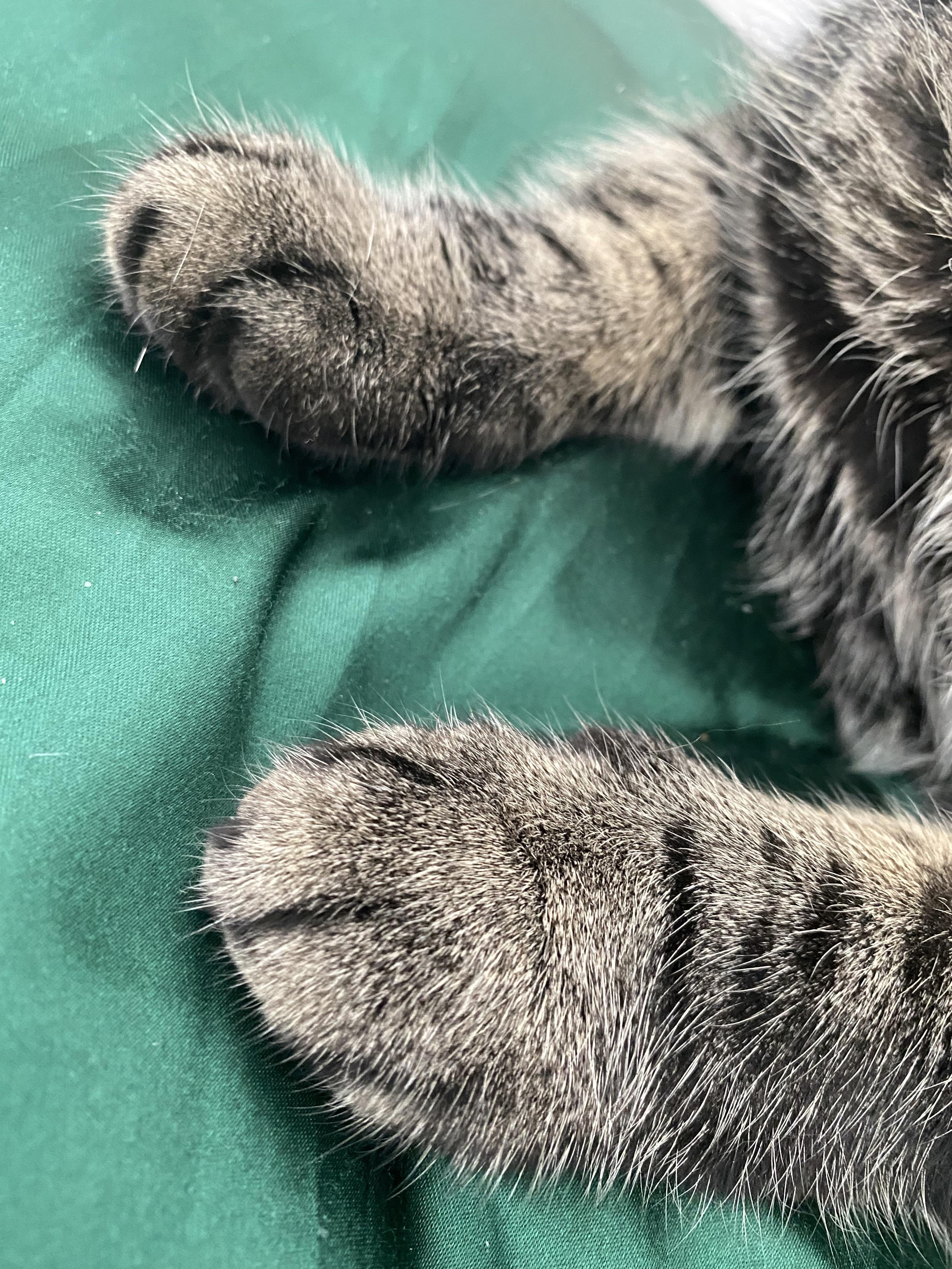 My cat’s paws r/h3h3productions