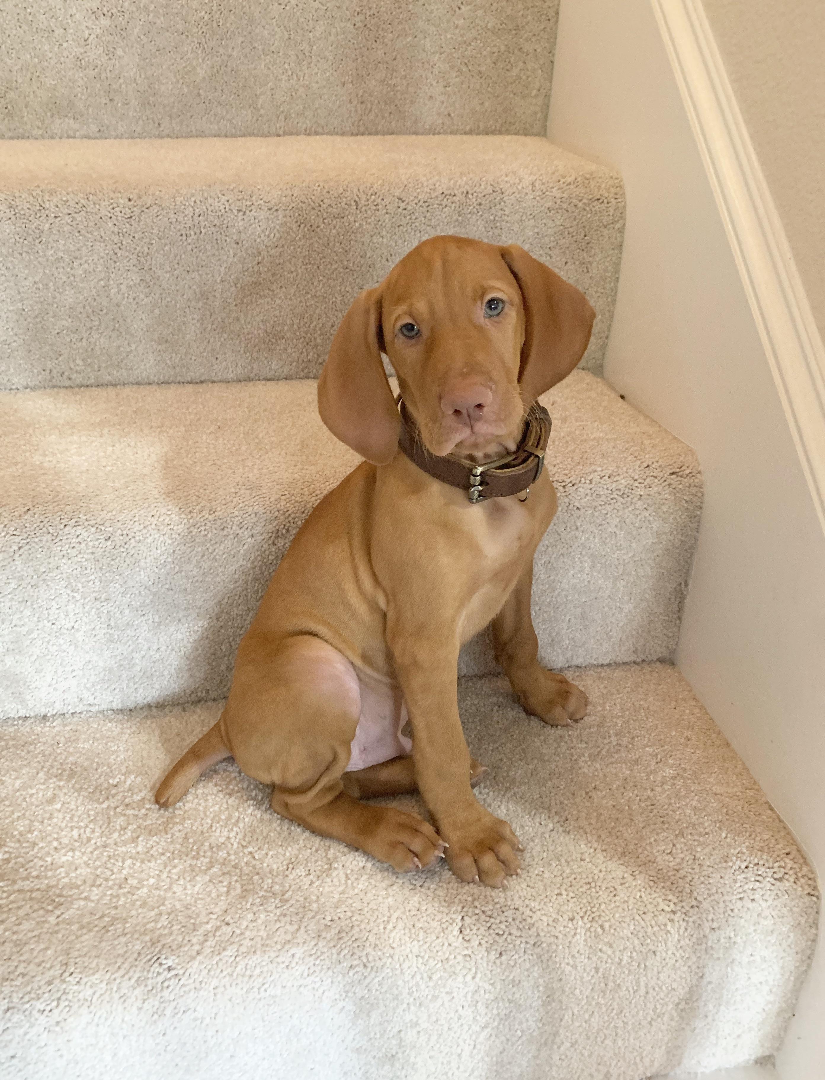 Our new vizsla puppy! r/vizsla