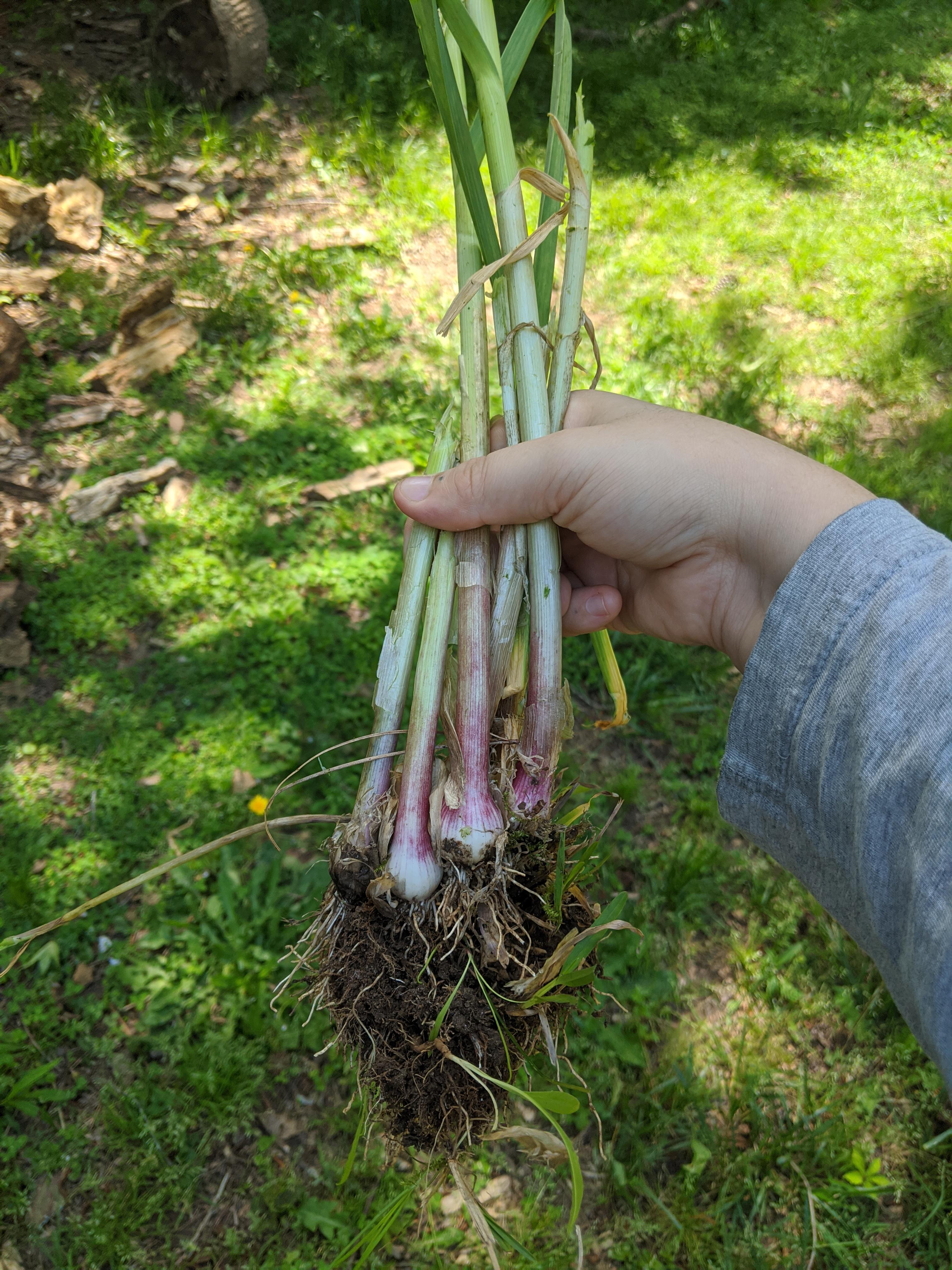 Husband found these in our yard in Looks and smells like onion