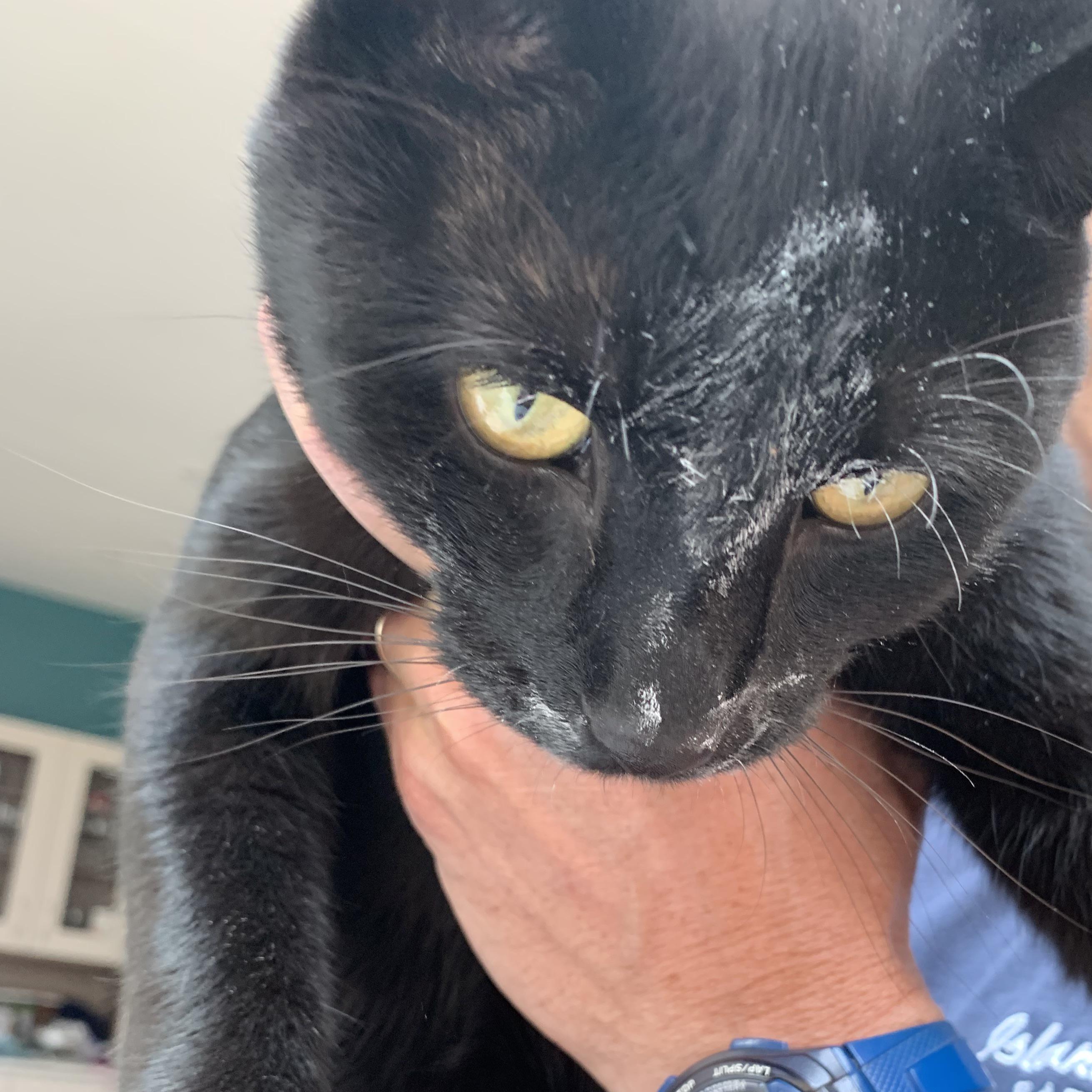 My cat enjoys getting at the flour… r/WhatsWrongWithYourCat