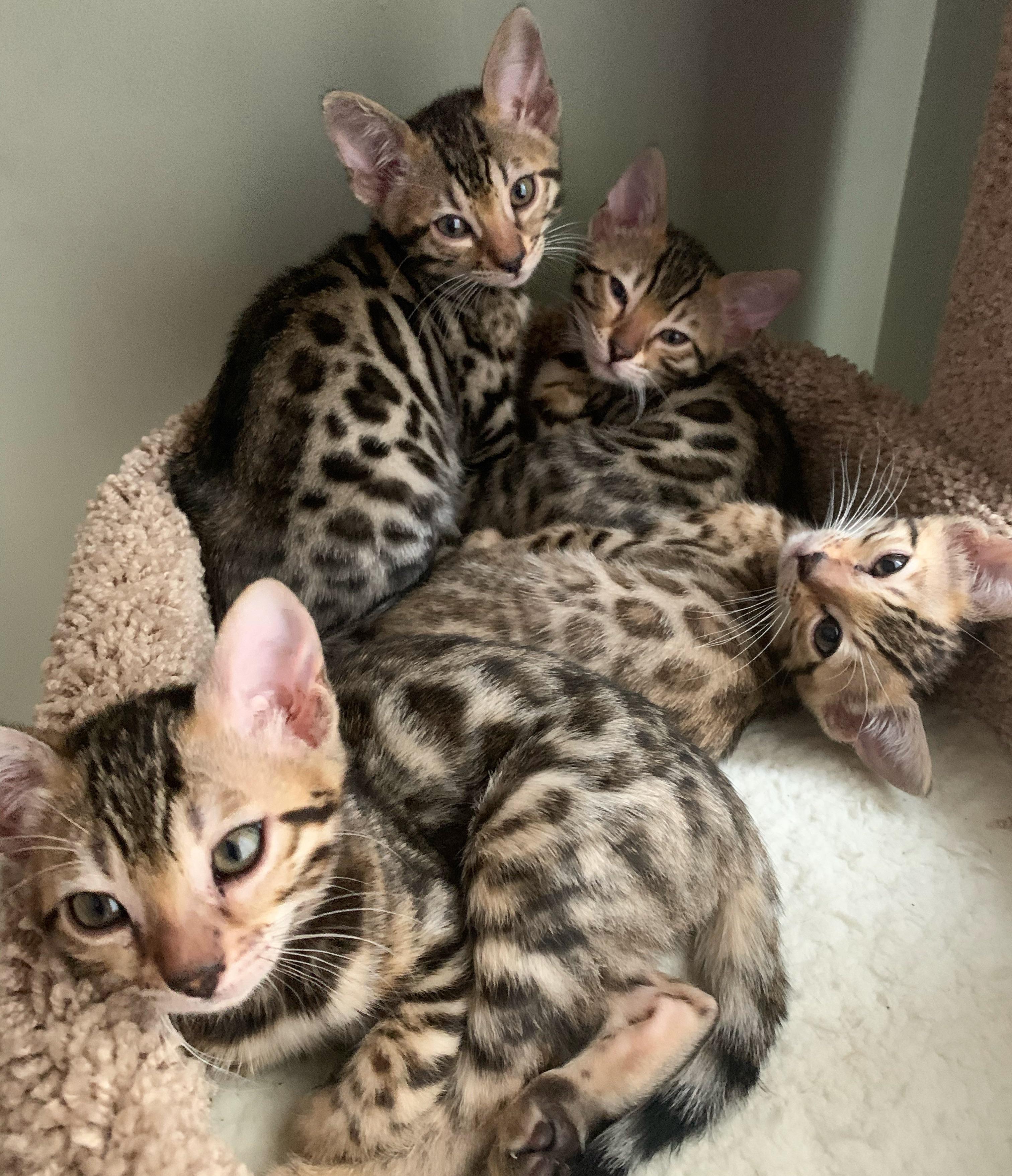 Bengal baby cuddle puddle r/bengalcats