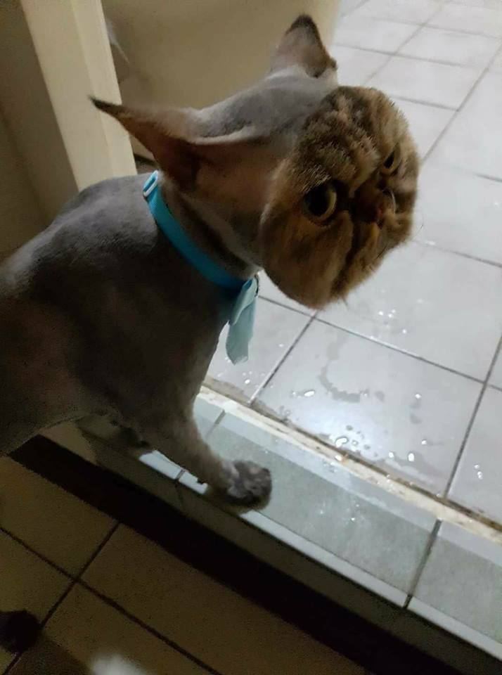cursed_cat cursedimages