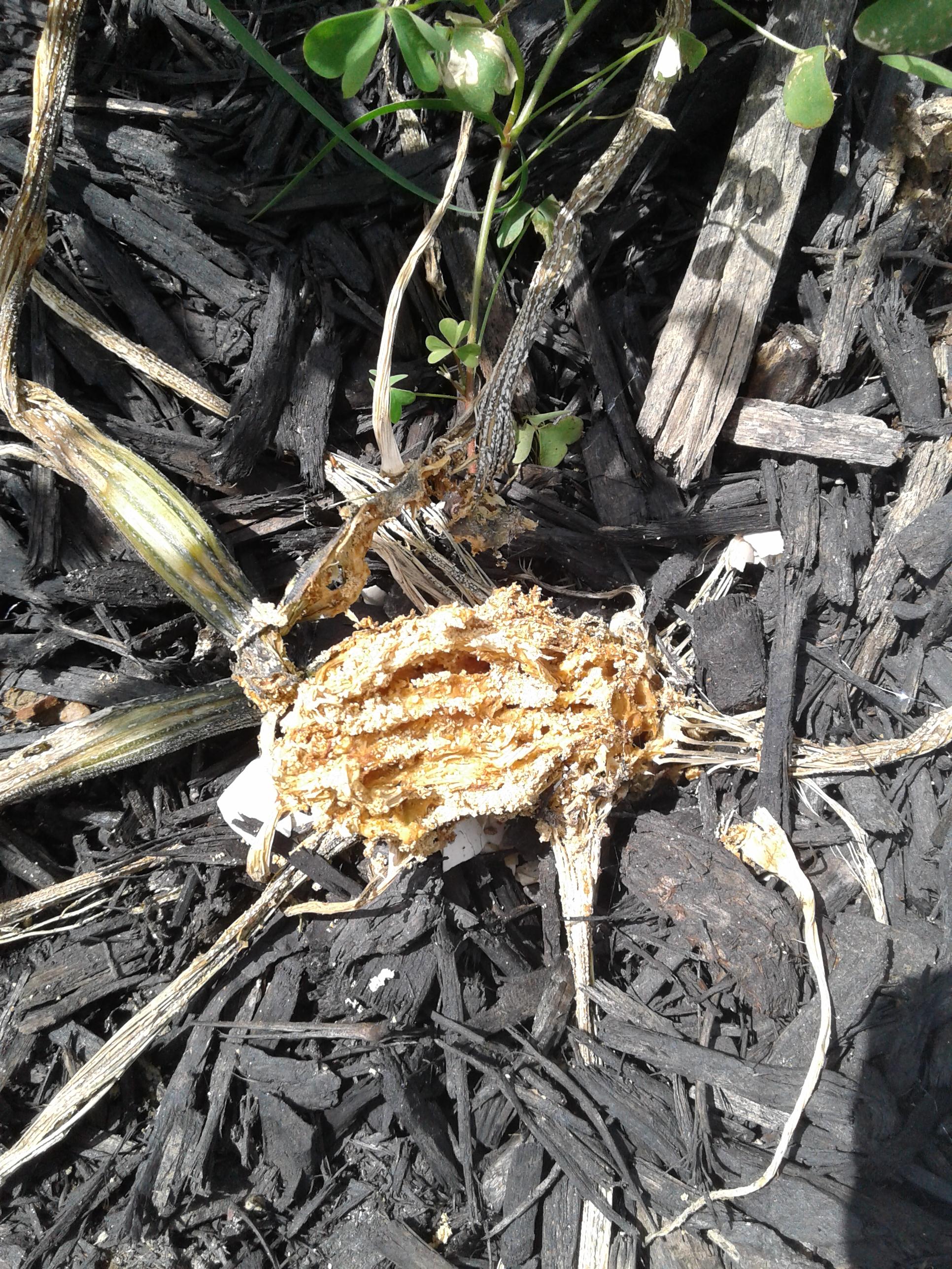 What's eatting my zucchini plants? Seems like maybe ants. r/garden