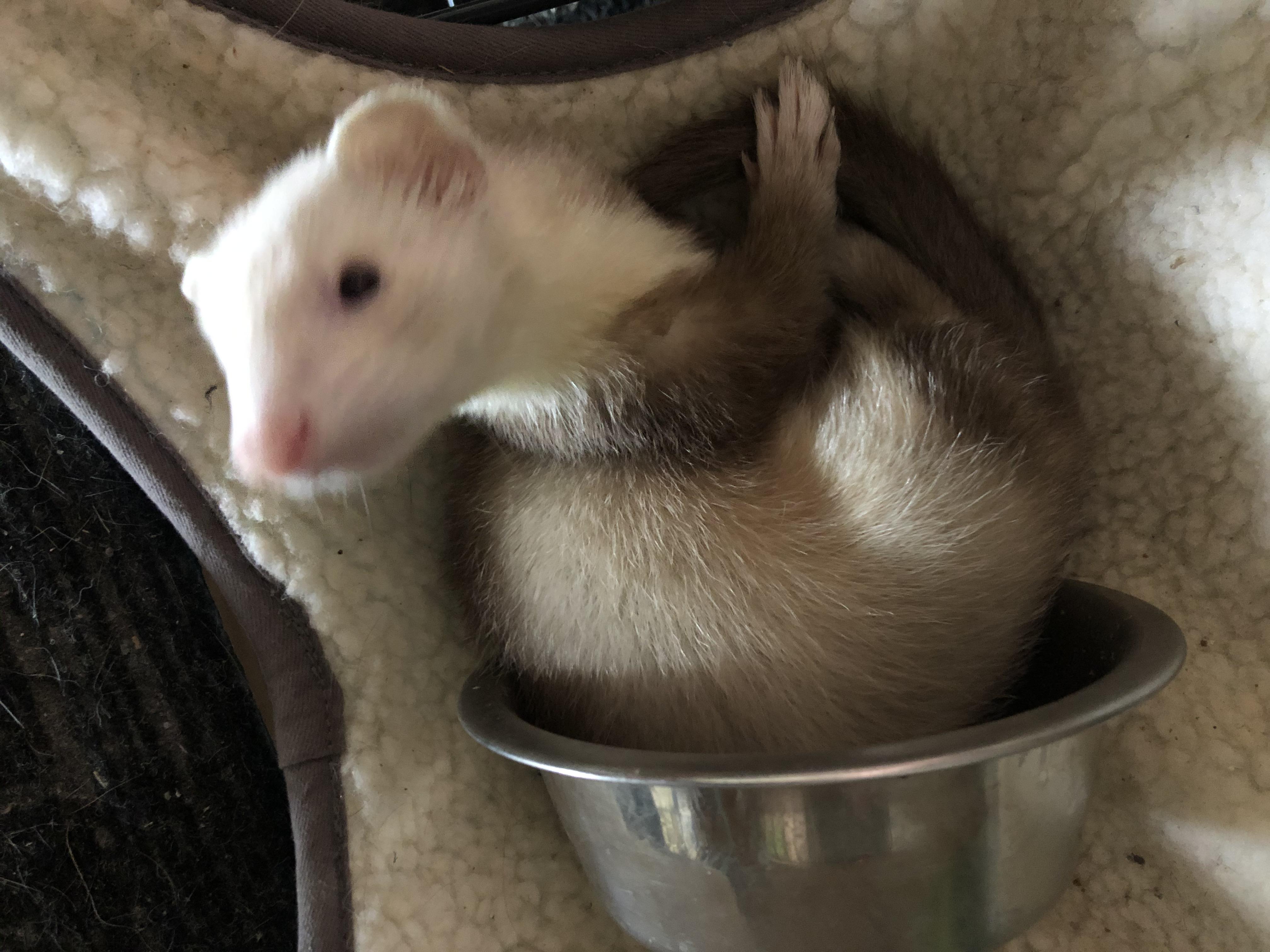 Heey there, I am slinky, and if I fit, I sit.... What are some fun toys