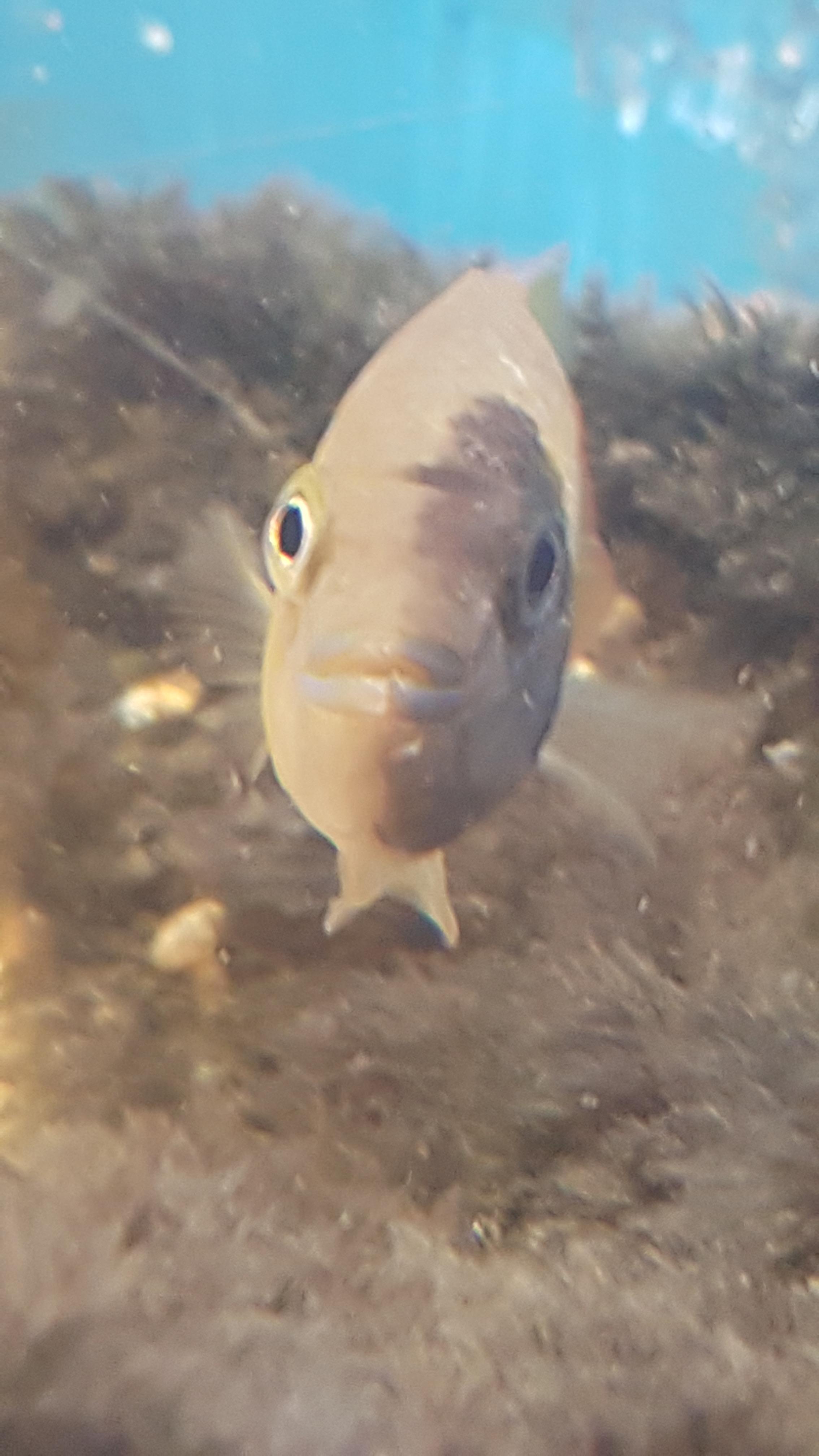 Two face fish found at LFS Aquariums