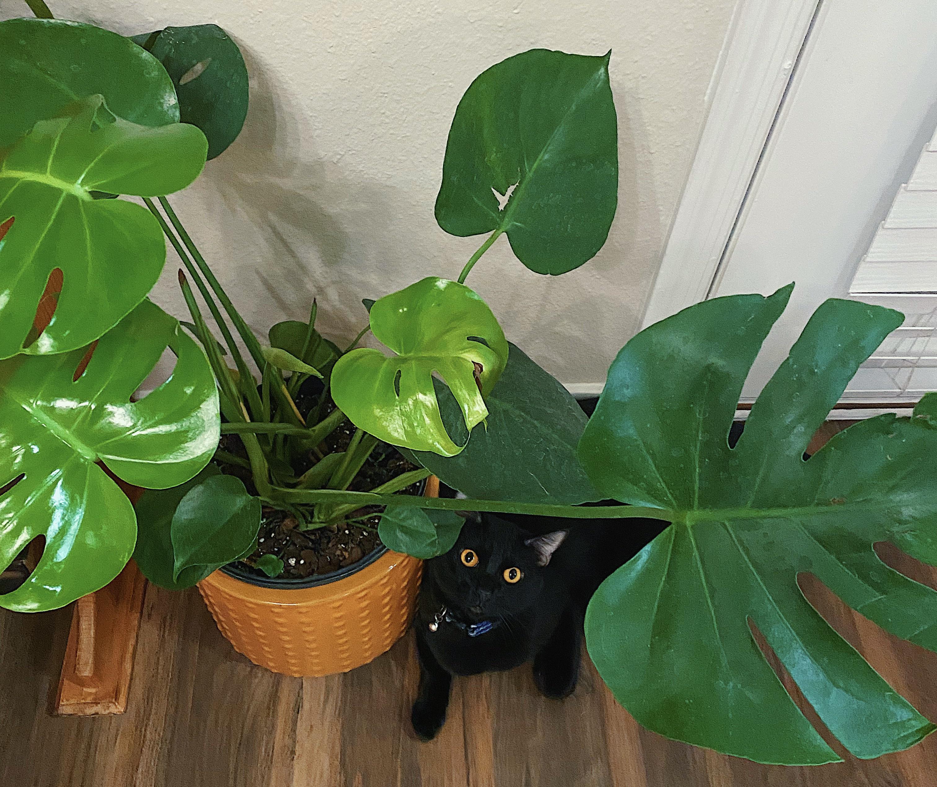 So of course my cat likes to monch the only plants she’s not allowed to