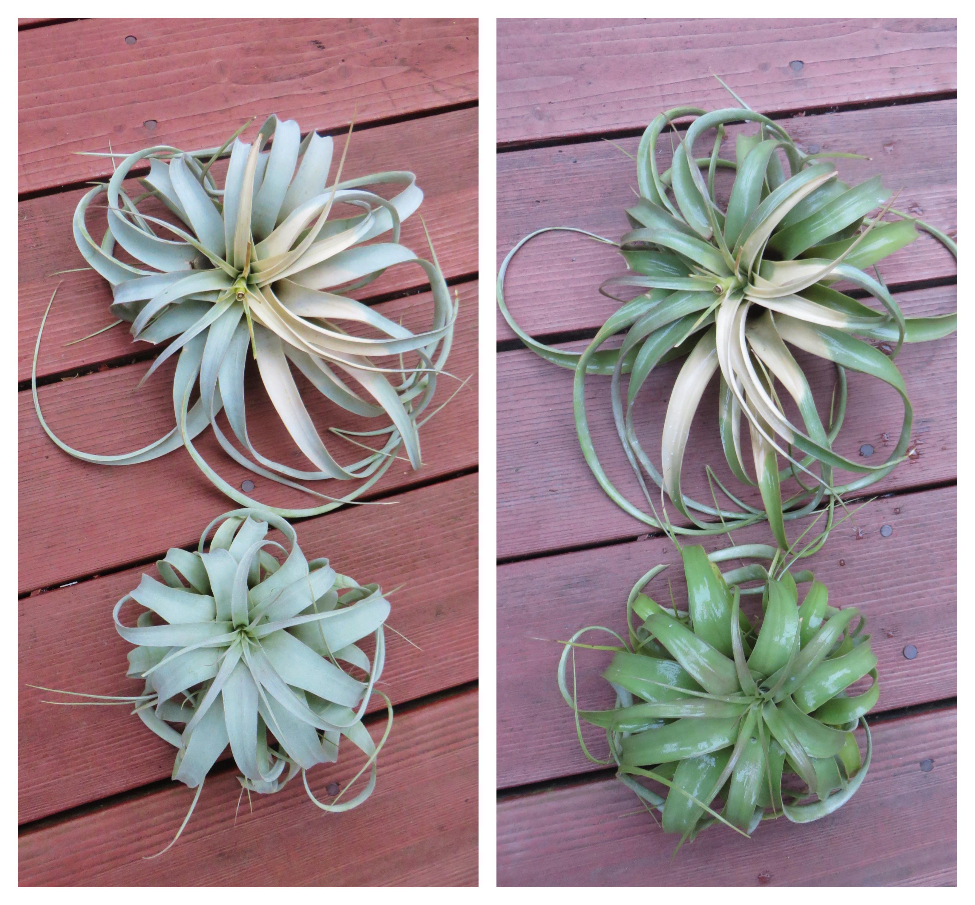 SUNBURN this is why one should NOT put plants in direct sunlight (left outside with full