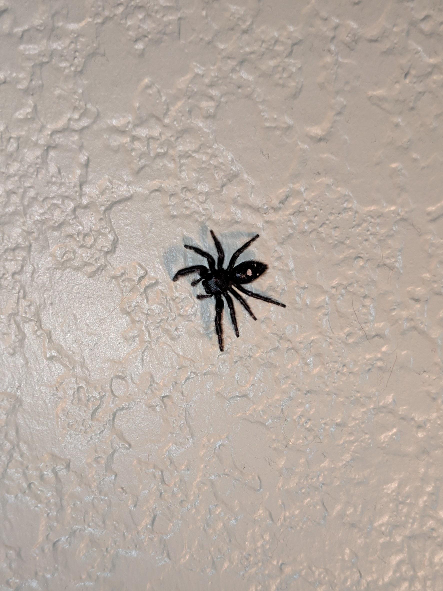 [Austin, TX] Bold Jumping Spider? r/spiders