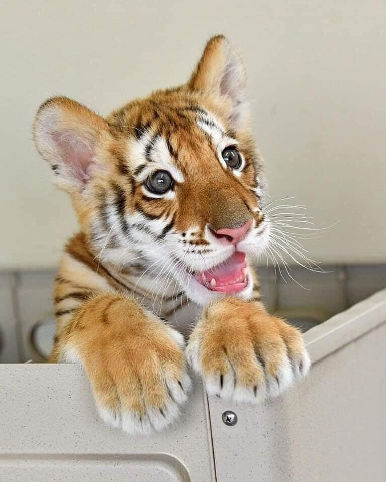 Baby bengal tiger r/Eyebleach