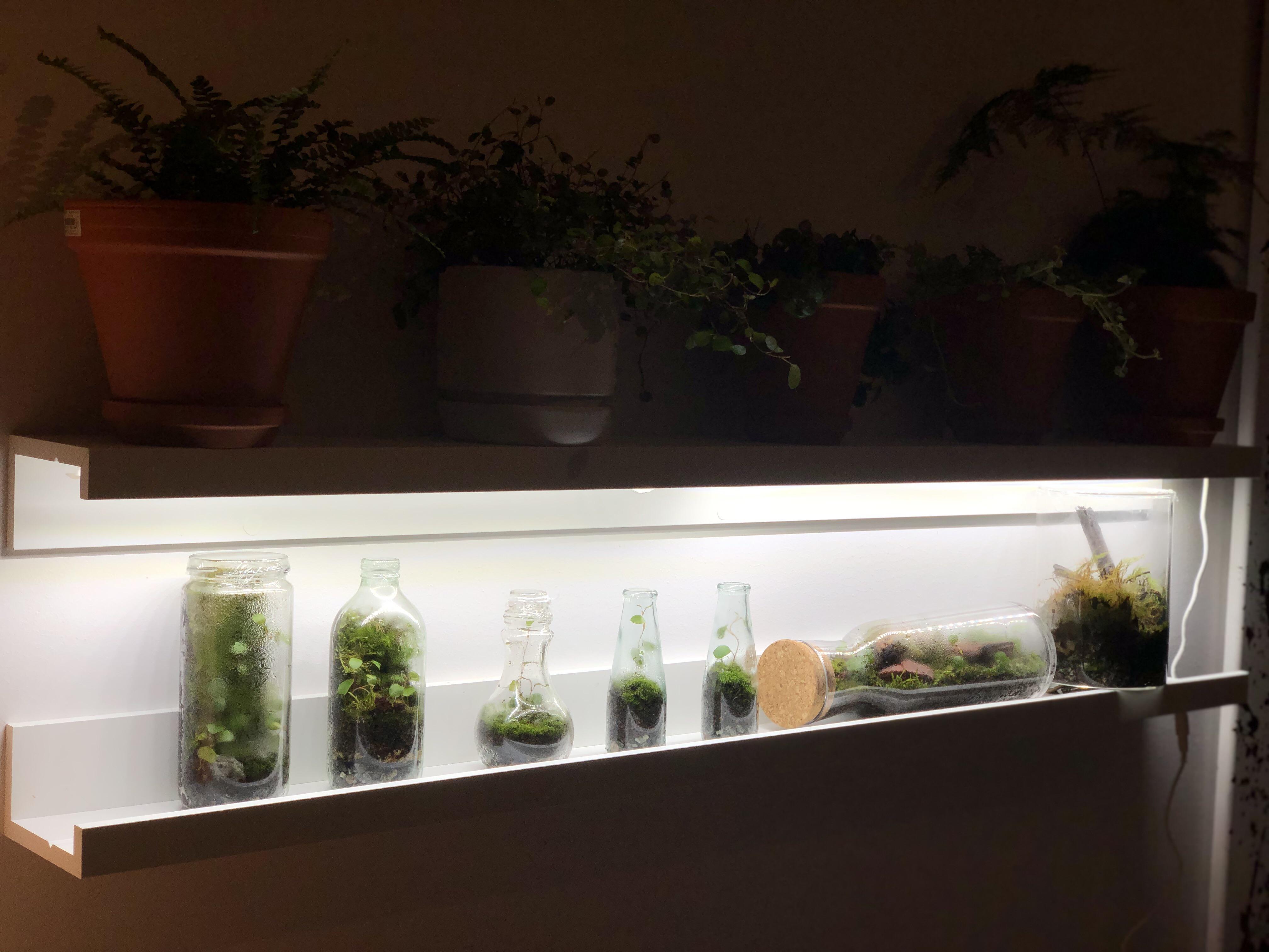 Got some new shelves and growing lights for my terrariums and plants