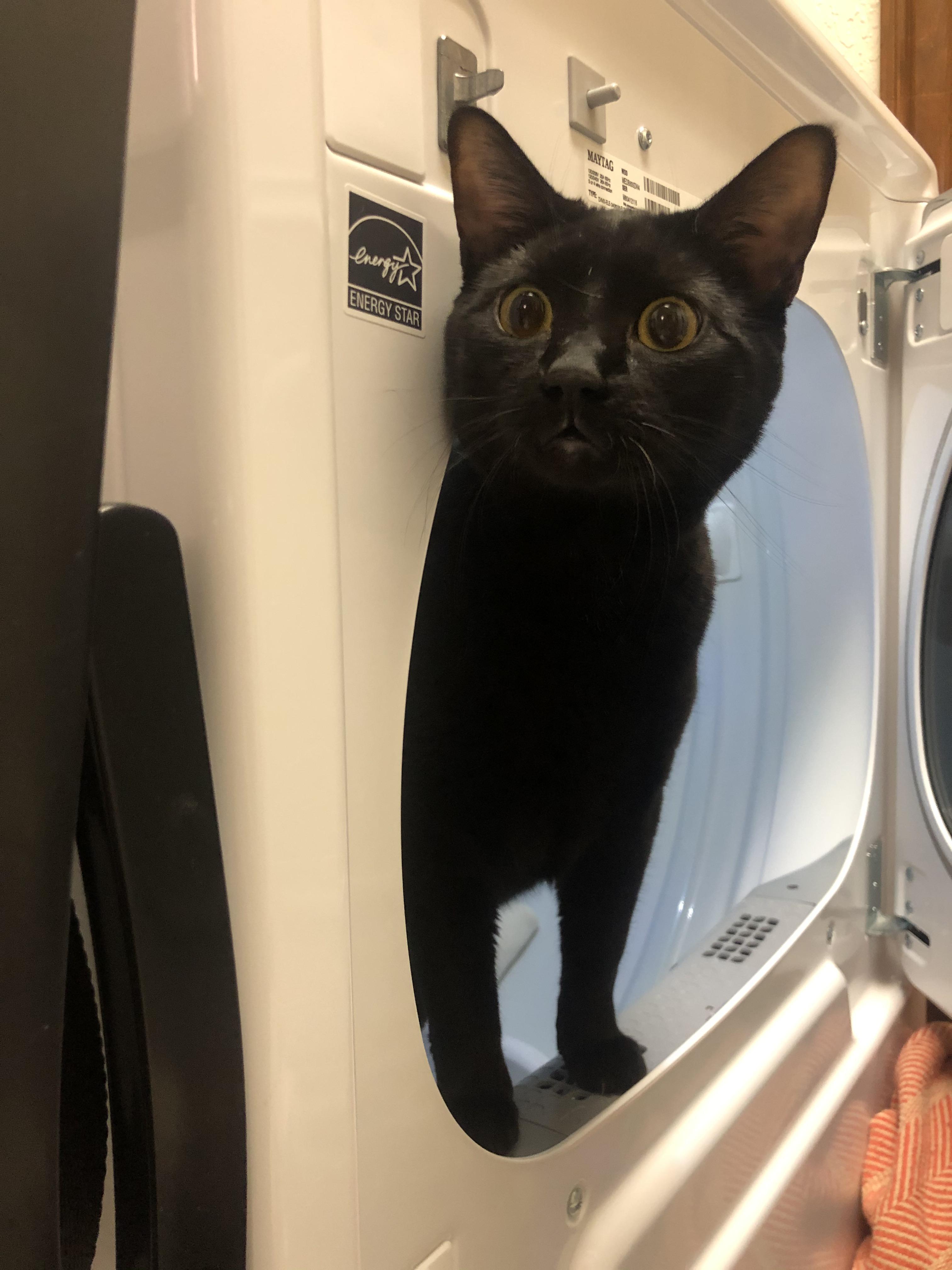 Careful, some cats exit our 3D through dryers r/catdimension