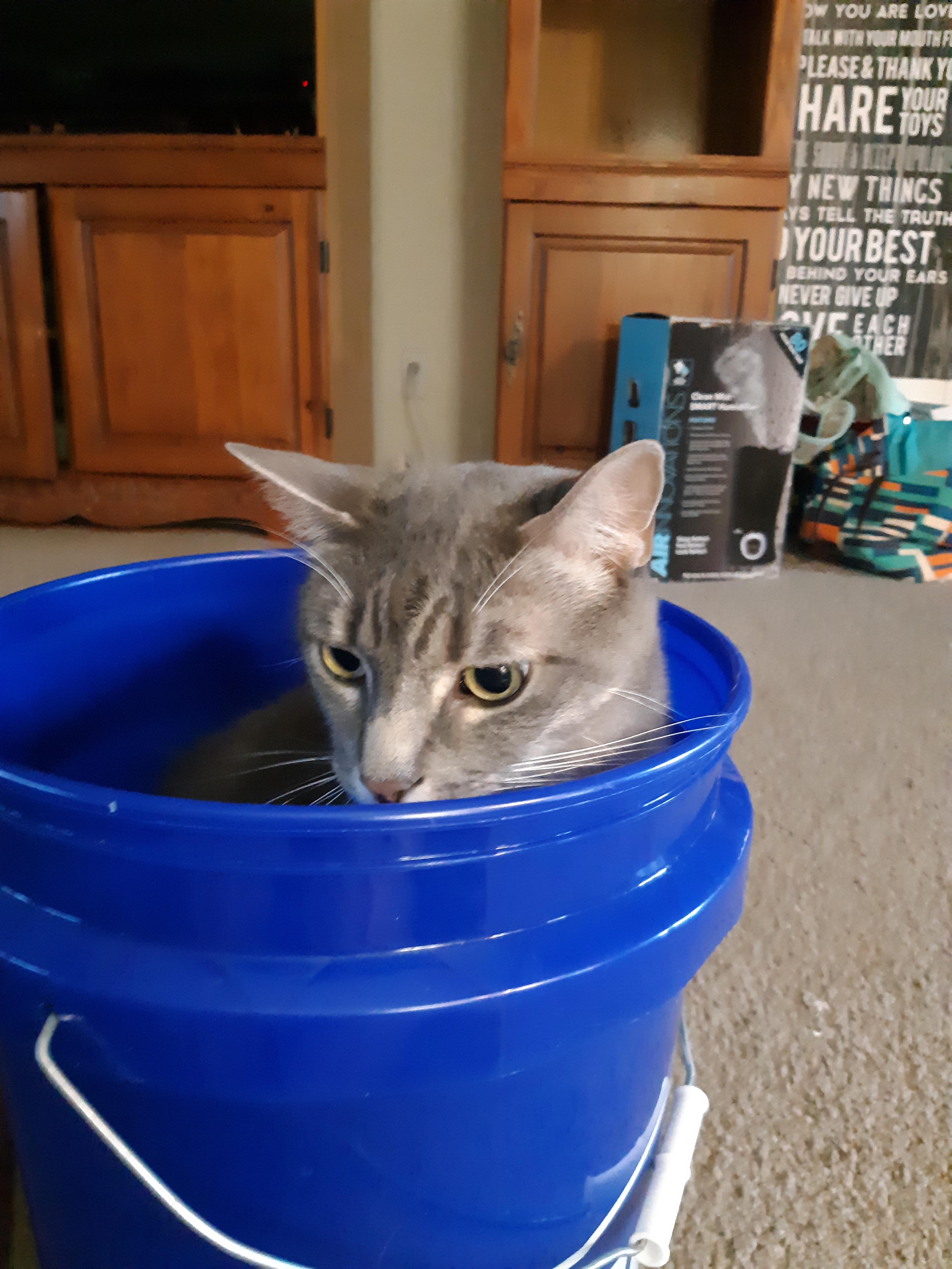 Meet bucket cat! r/aww