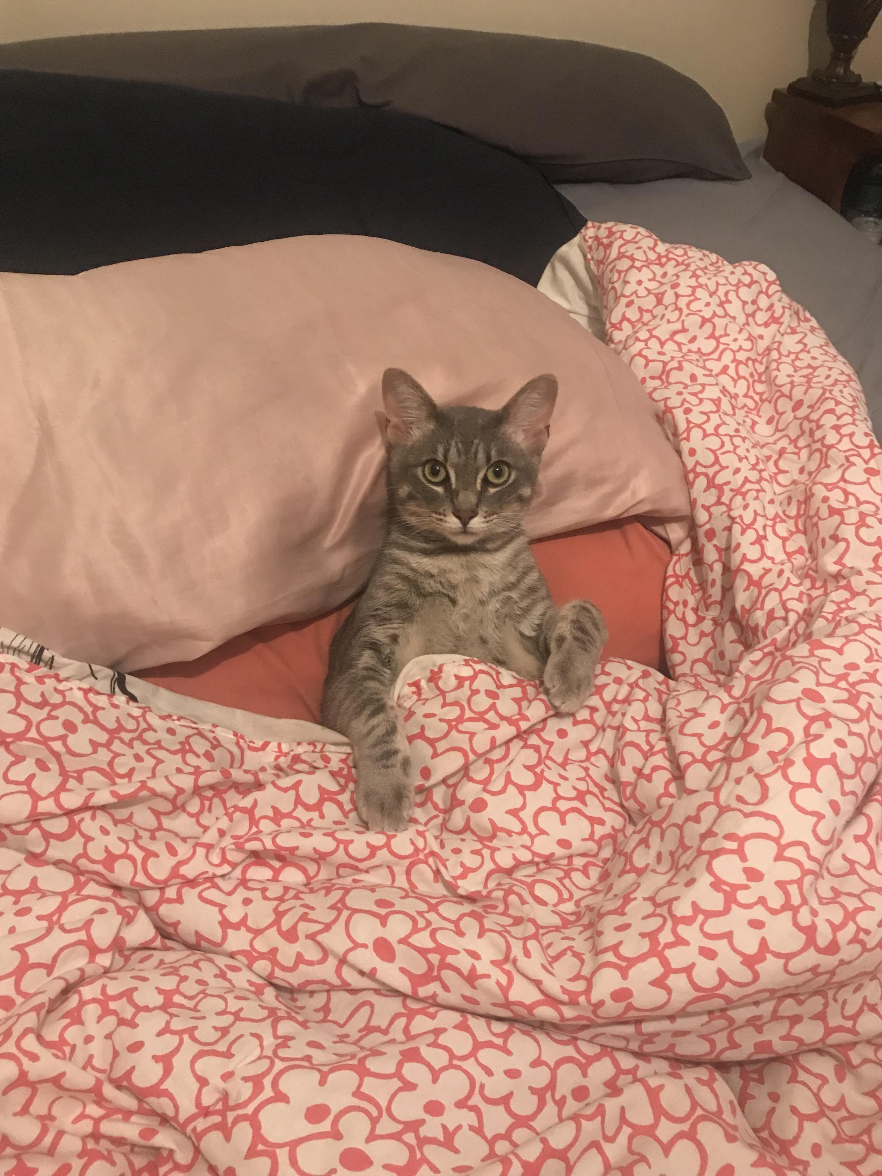 Tuck + pillow r/tuckedinkitties