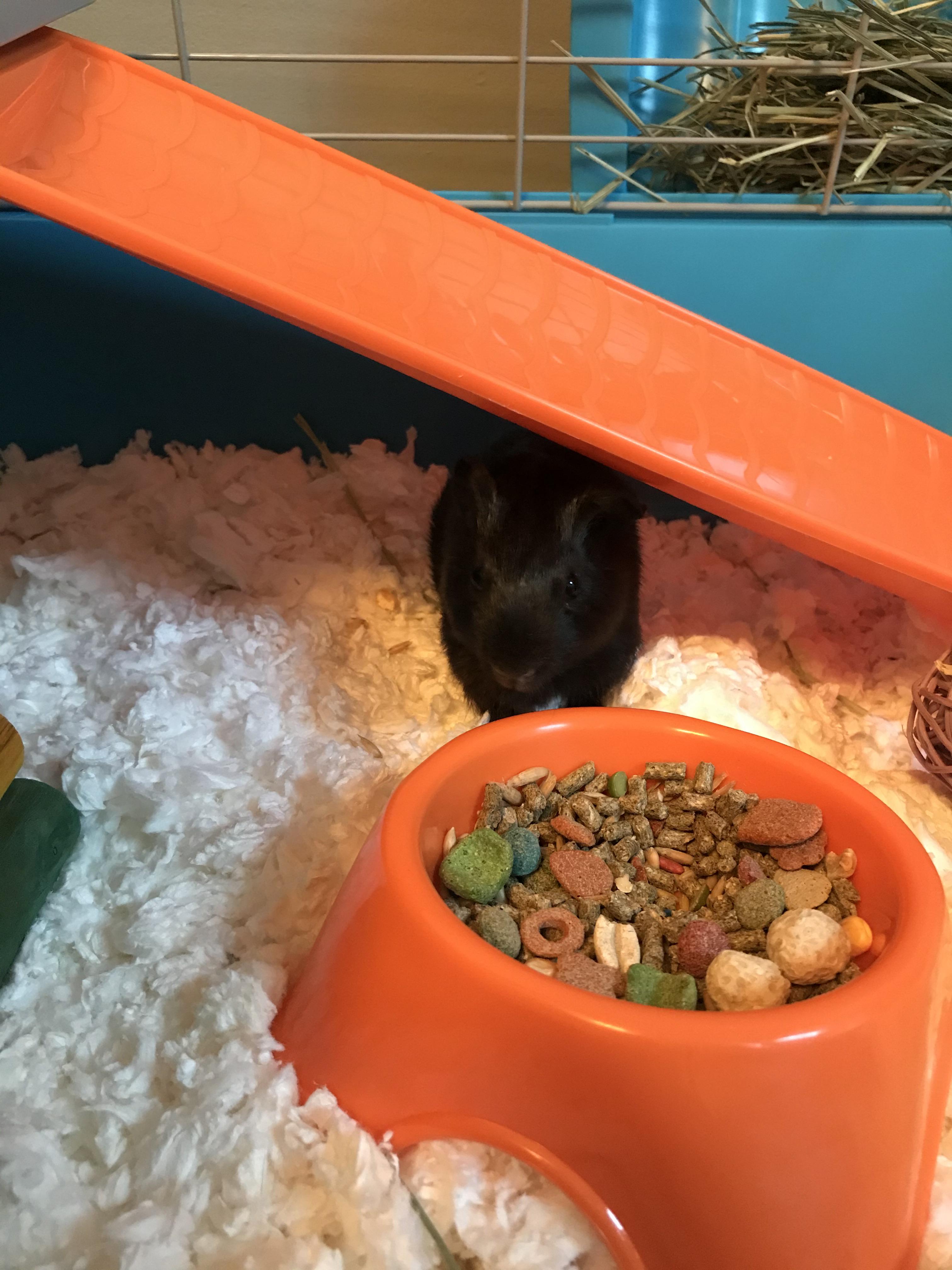 Meet Chip, The 3 week old guinea pig r/guineapigs