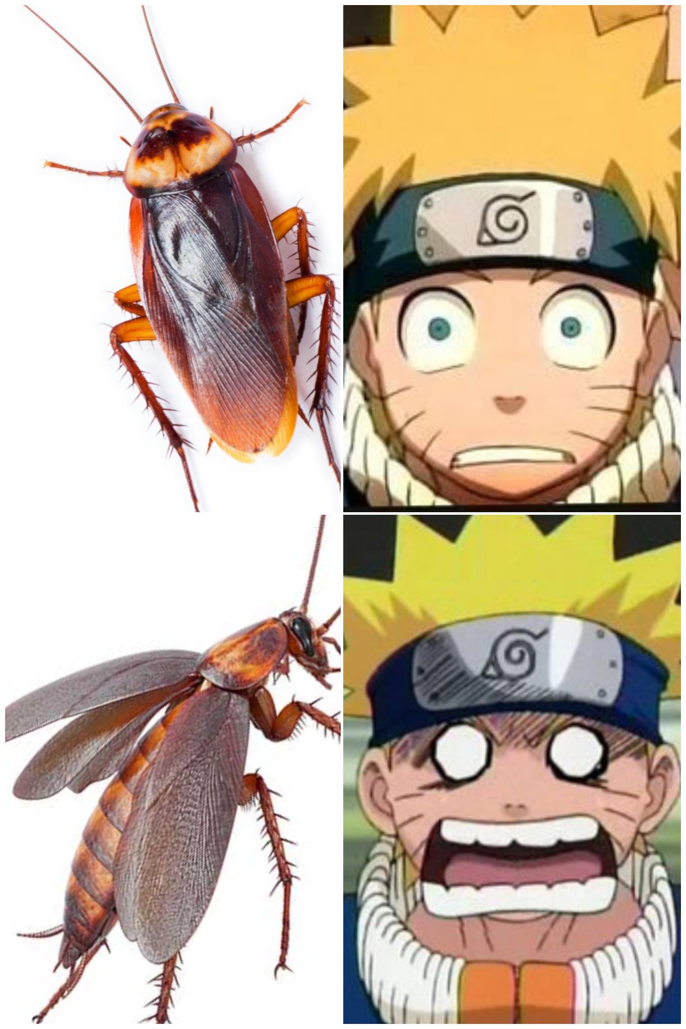 I scream like a girl when I see a flying cockroach. memes