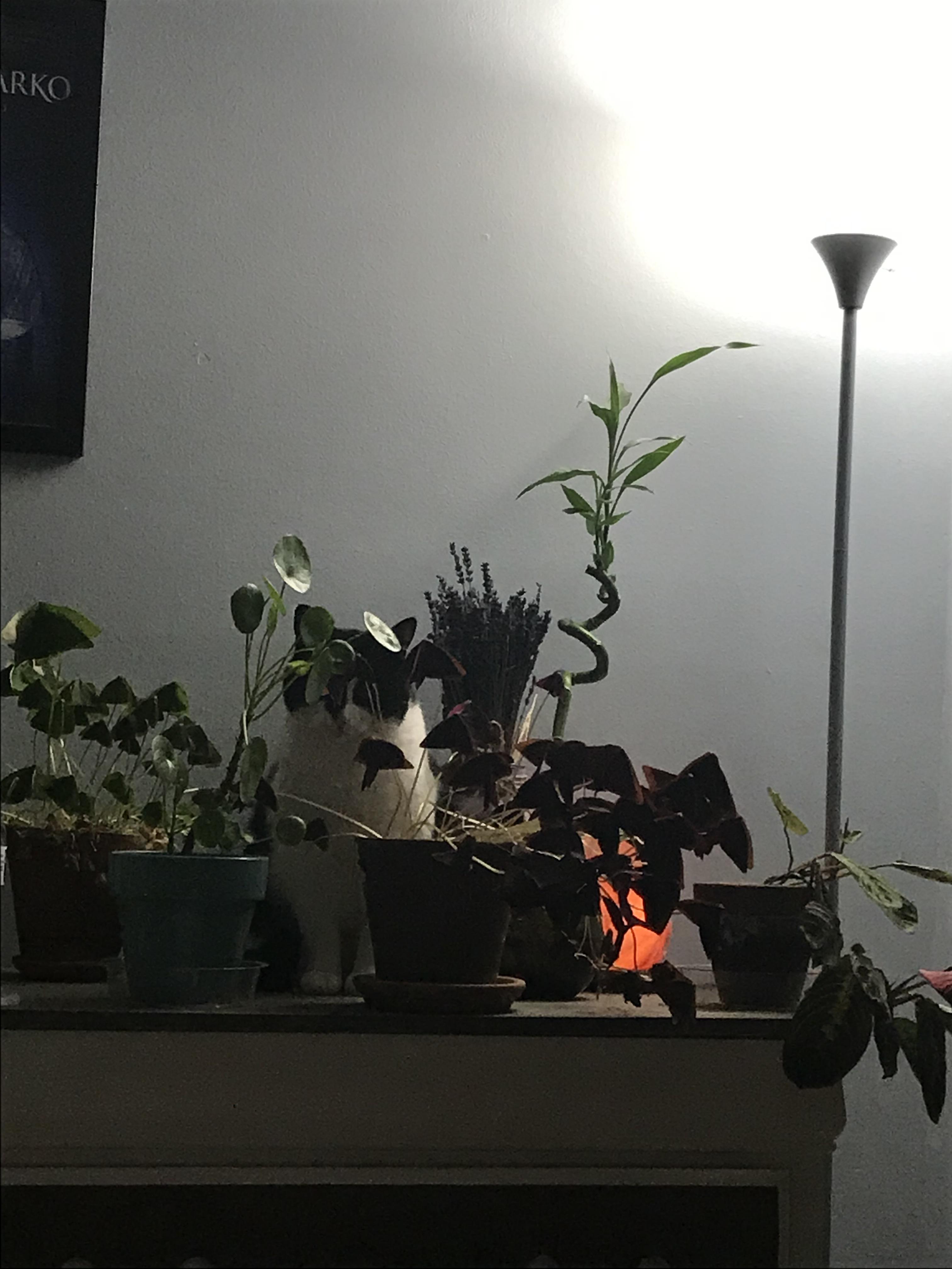 A rare plant r/houseplants