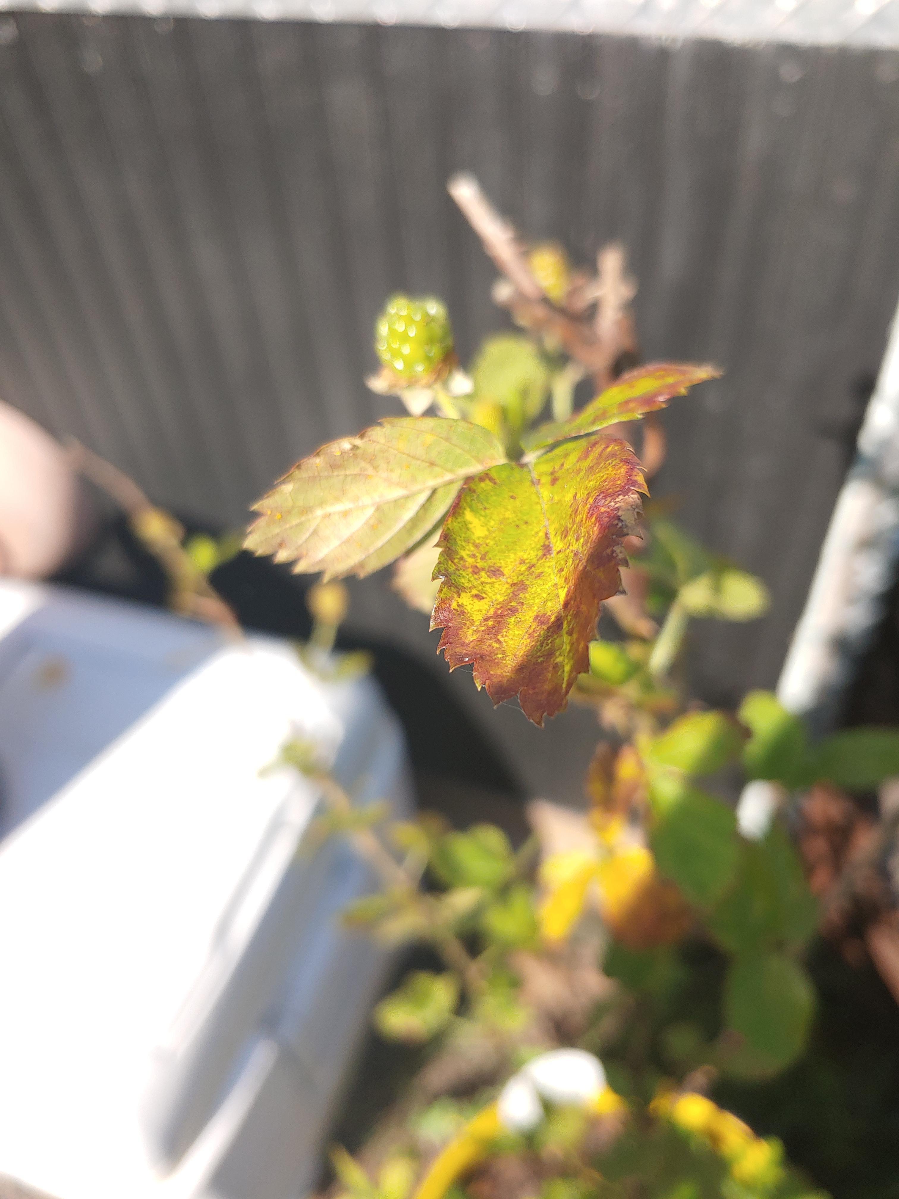 Just wanting a confirmation, Brazos blackberry bush in zone 9b. Looking