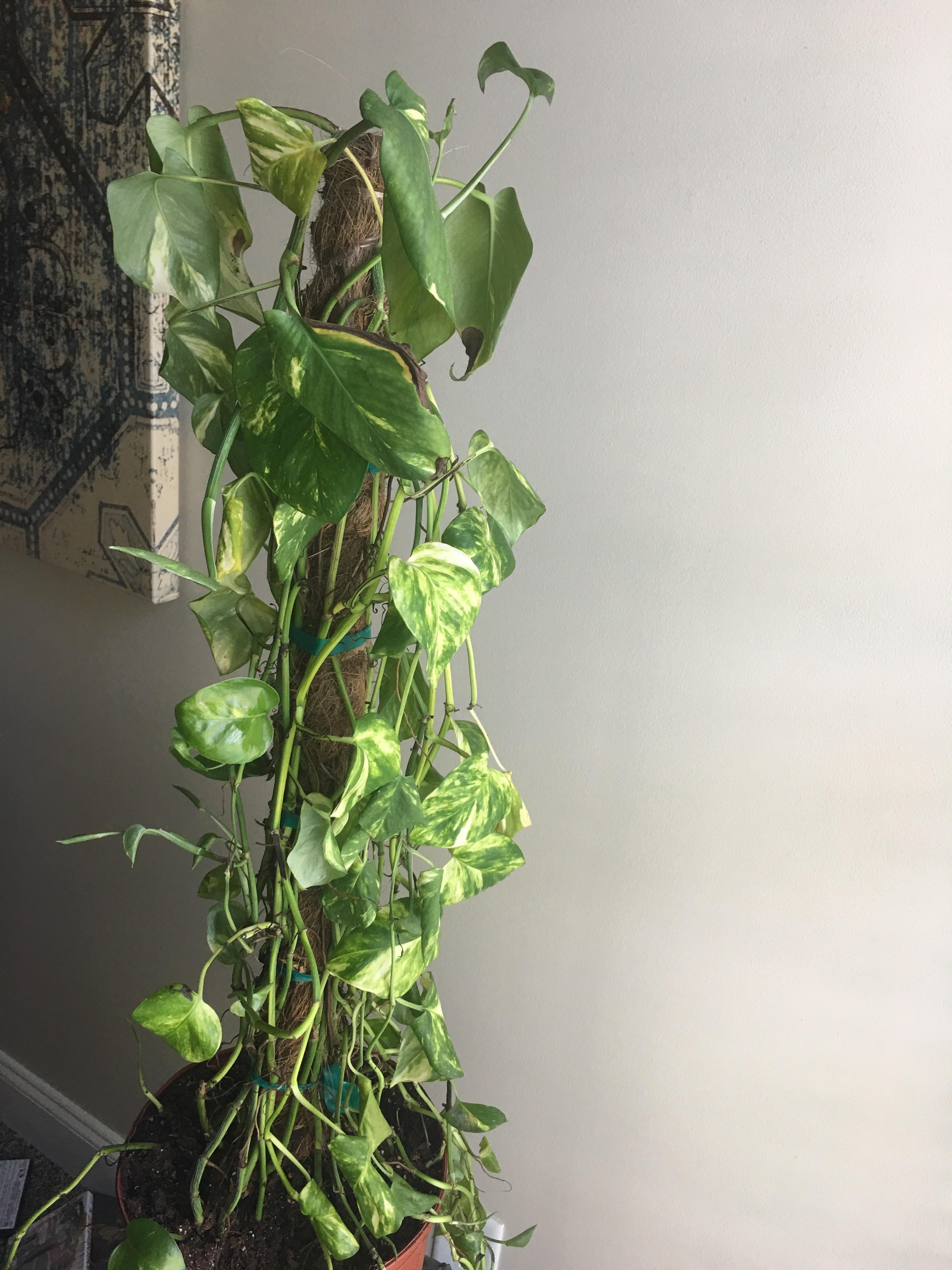 Pothos Help!!! Leaves were limp and I did a lot of pruning, new soil