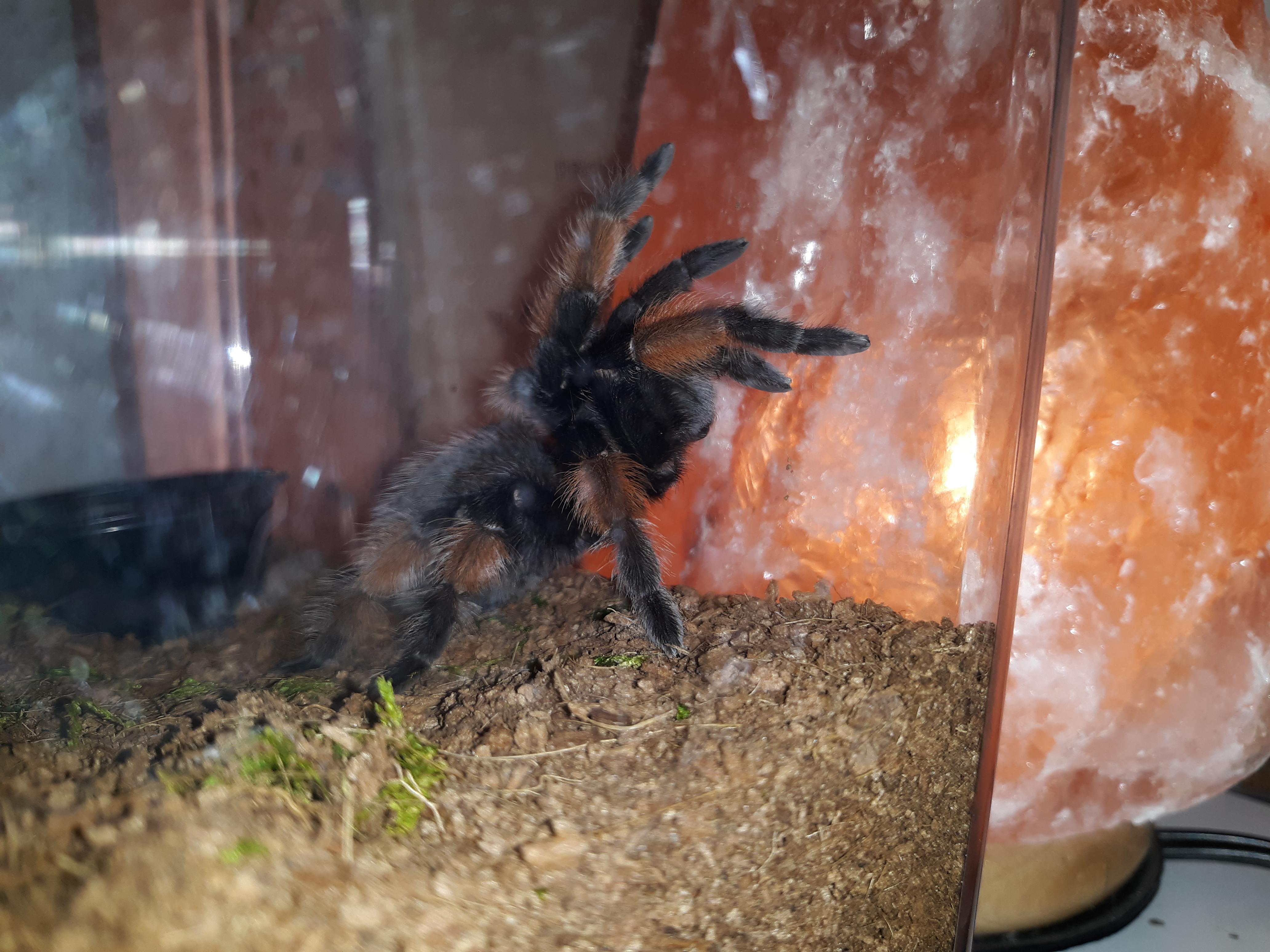 My Brachypelma emelia loves getting heat from my Himalayan Lamp by her enclosure! My room is 70