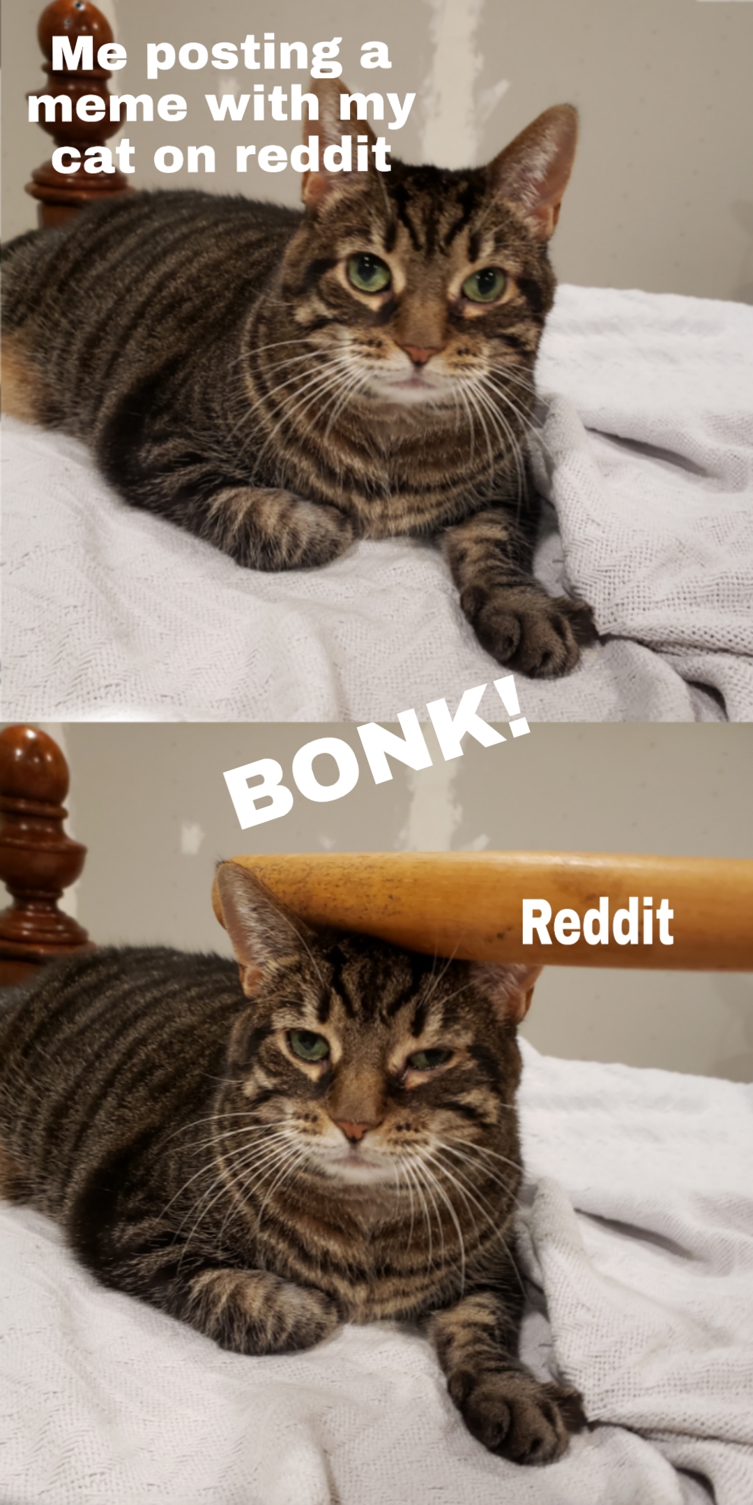 I BONK cat r/meme