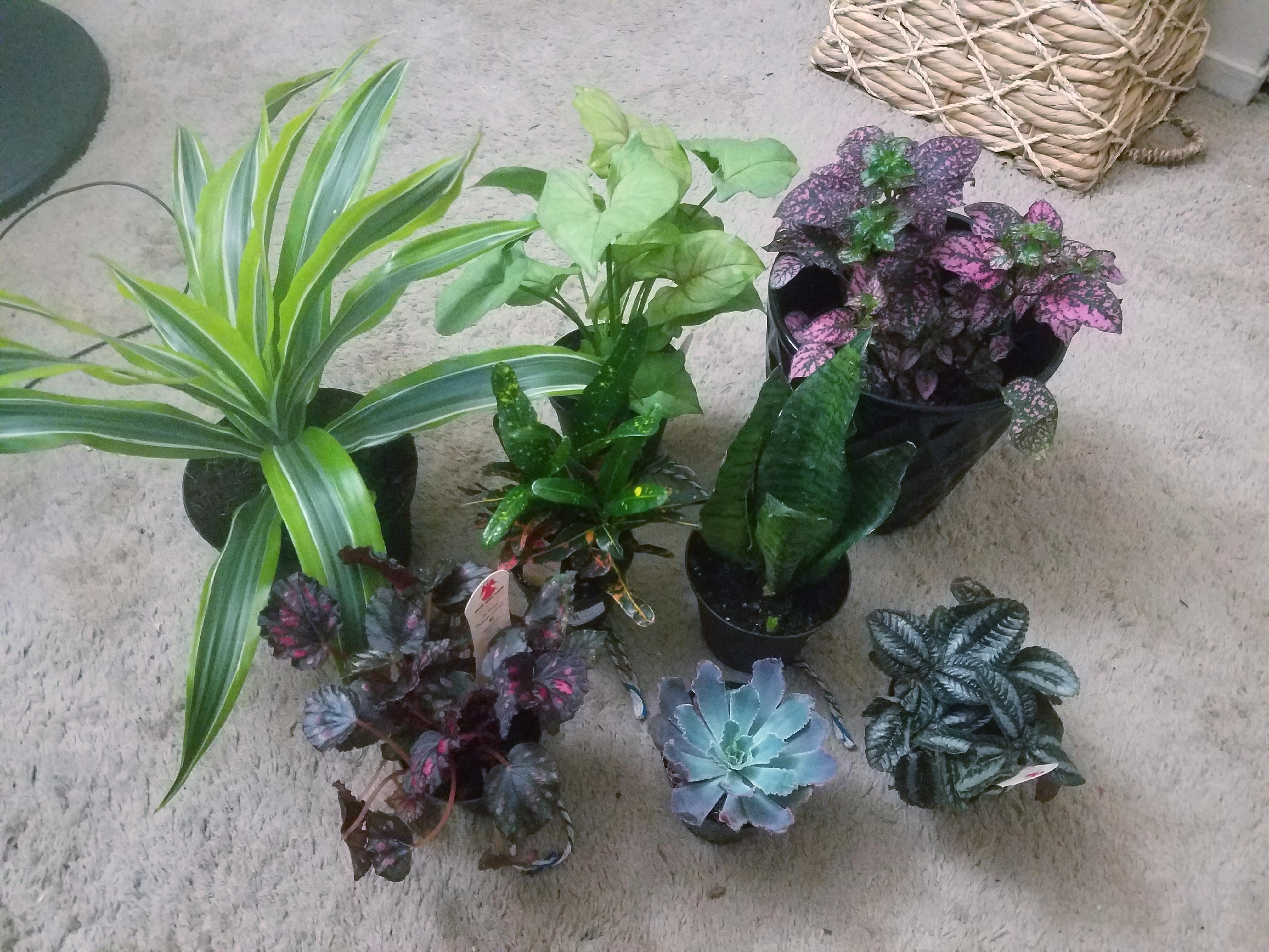 As promised, the 8 new babes i got today. (Left to right, too to bottom