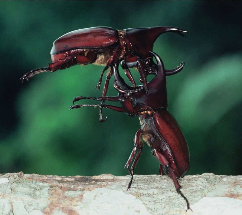 Rhinoceros Beetle Lifting