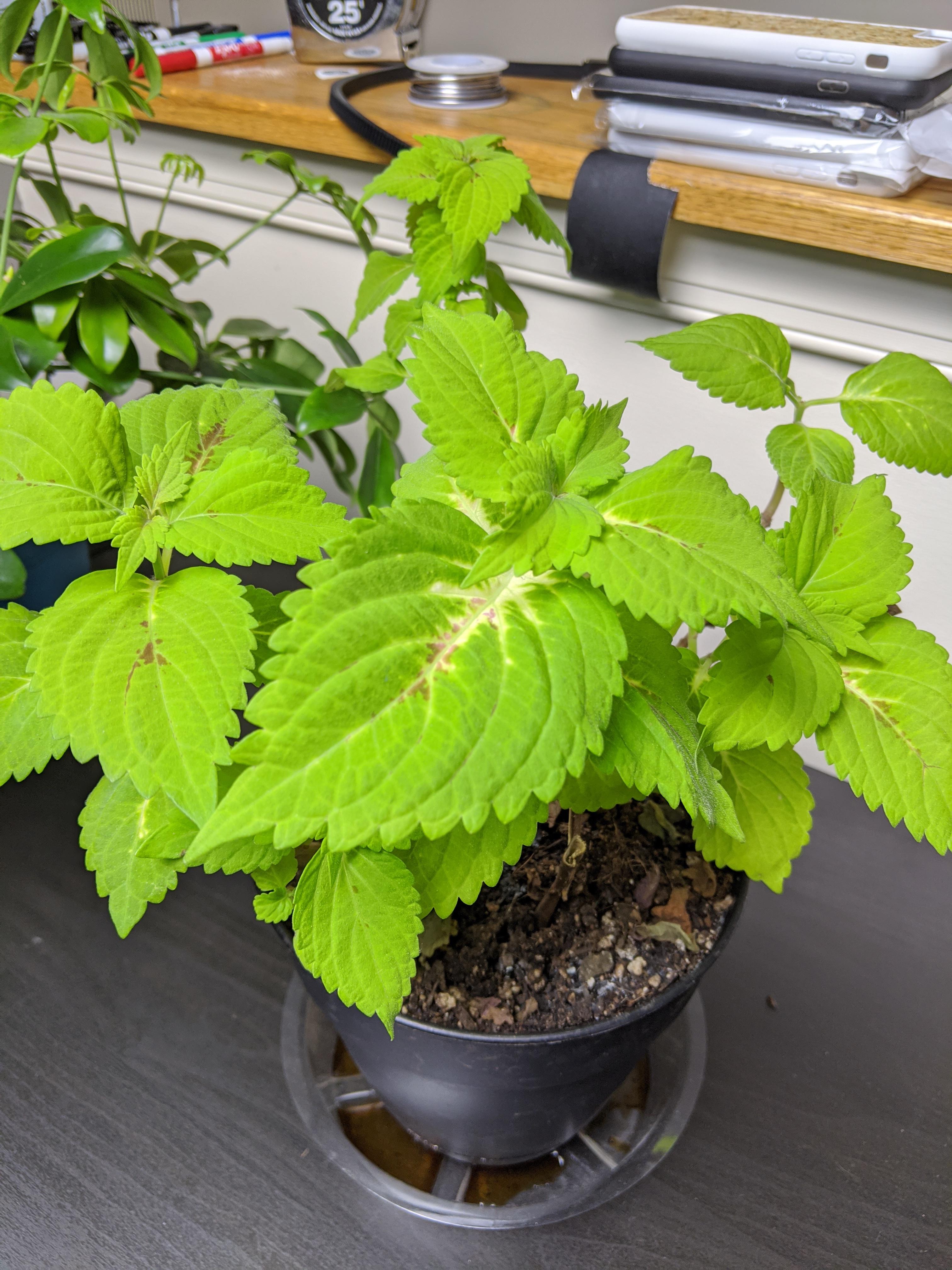 Doesn't smell like mint, too small to be a berry (I think?)...what is