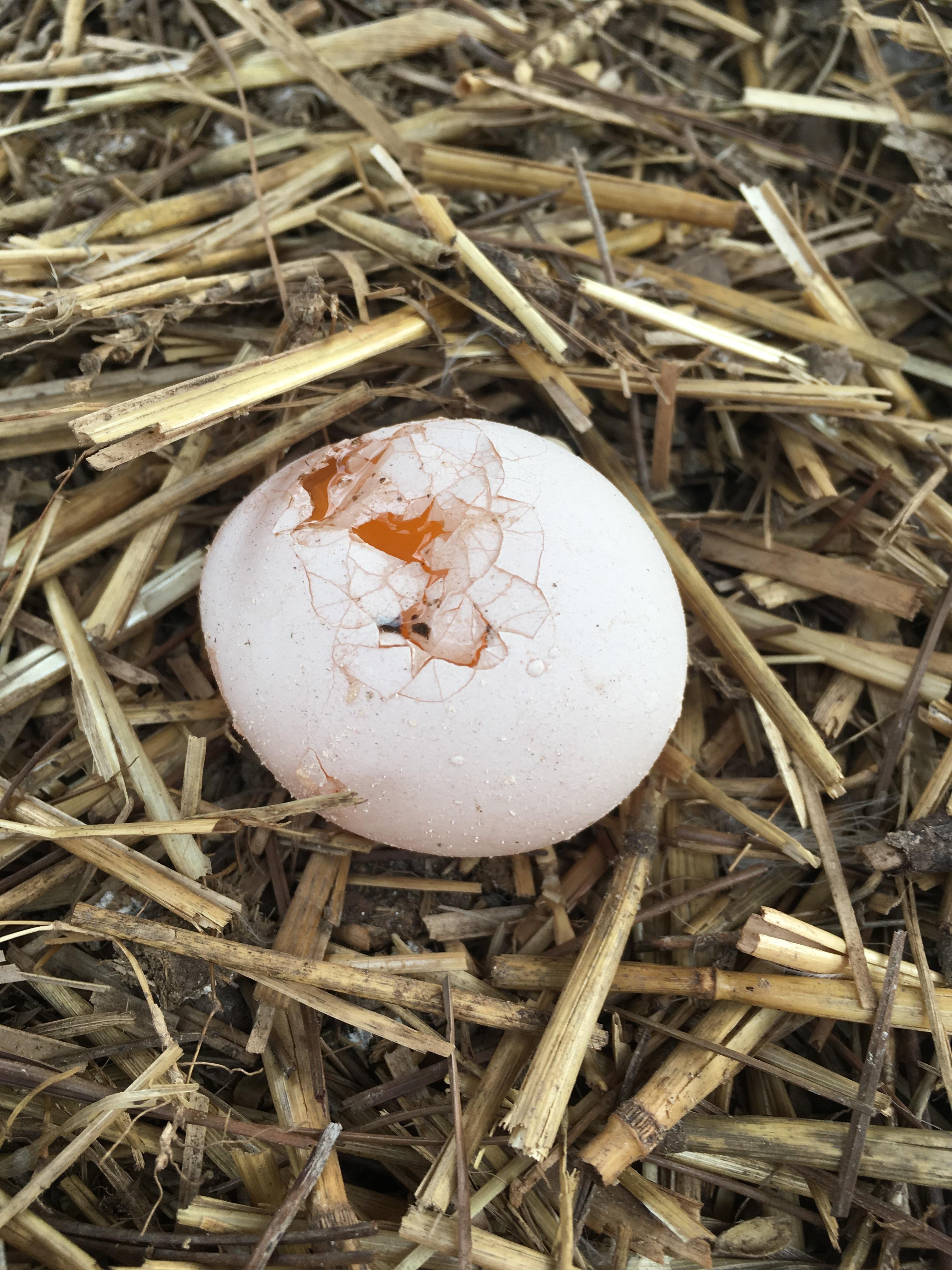 Birdperson is laying bad eggs ( r/chickens