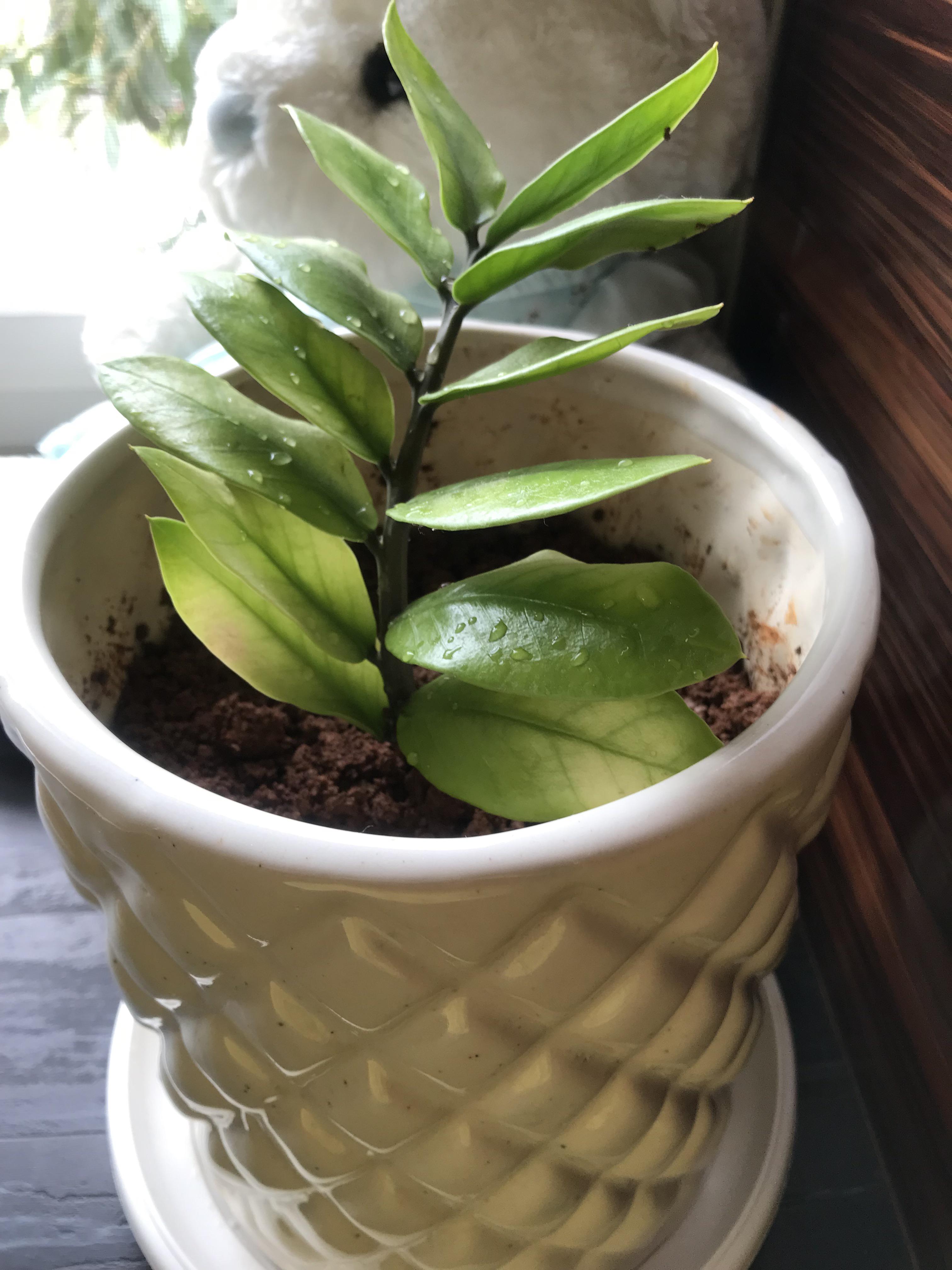 Freshly propagated ZZ plant 🪴 r/plants