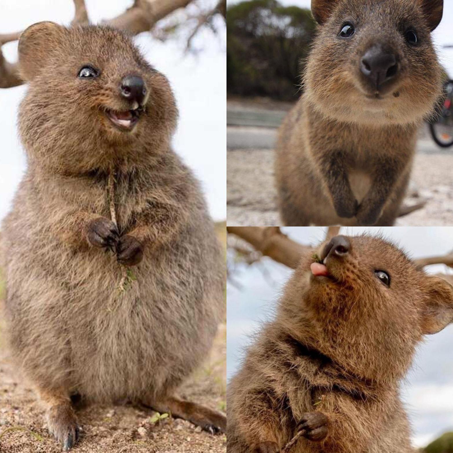 Alright so the Quokka has just my favorite thing ever. r/aww