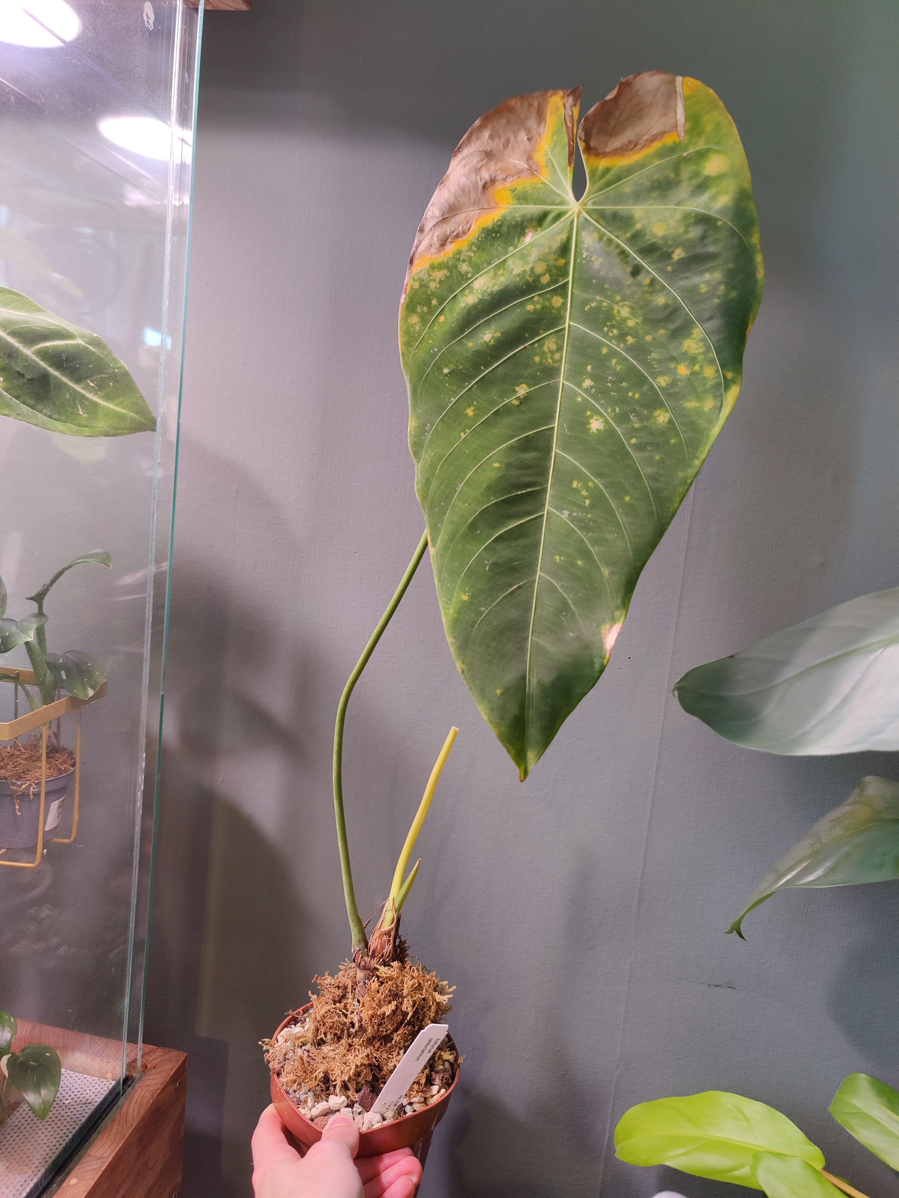 my anthurium pandurilaminum is not doing great (care details in comments), does anyone have