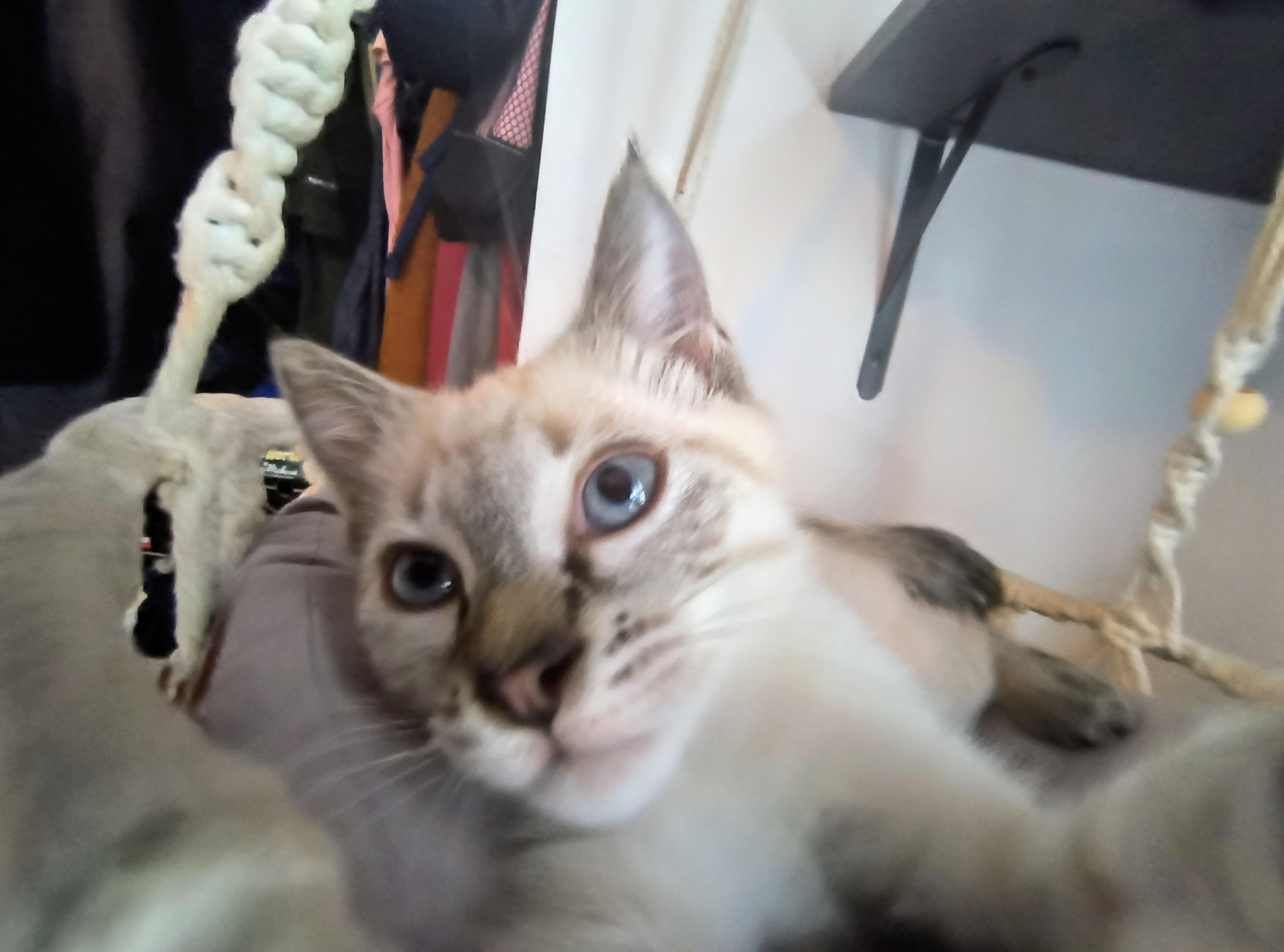 How do I stop my kitten from following me outside r/Siamesecats