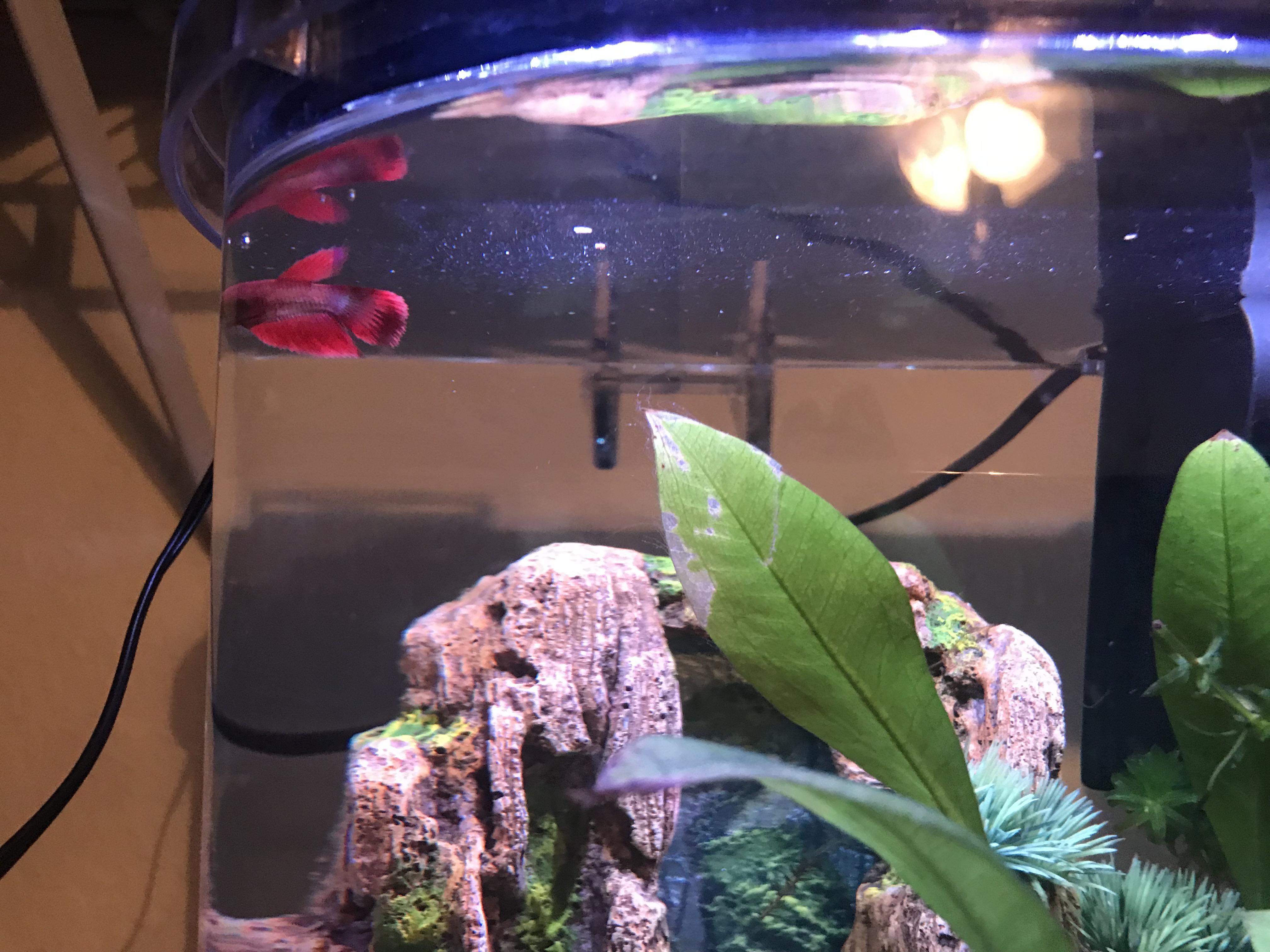 Update My fish I had in my 5 gallon got stuck in the filter thinking