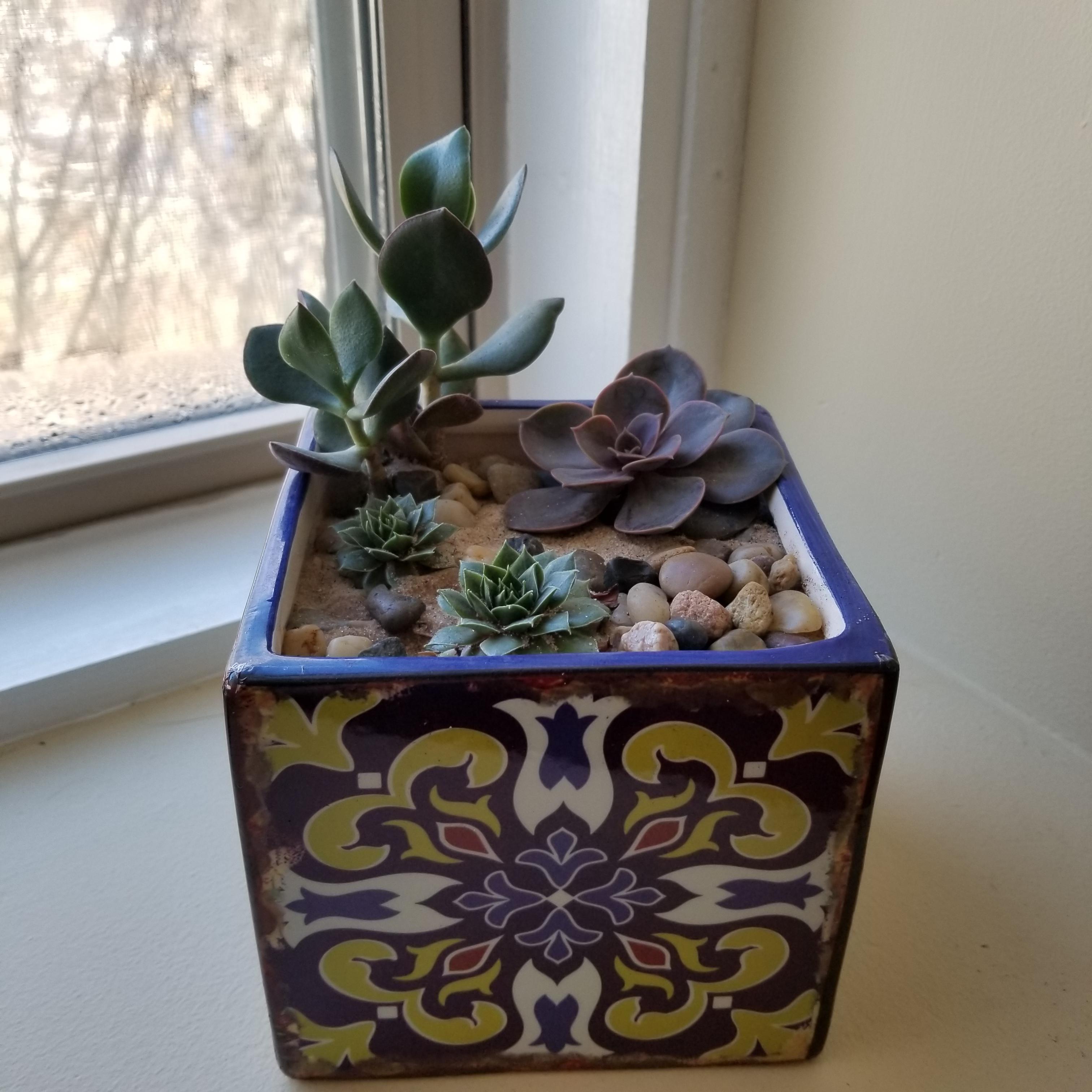 A little succulent garden I put together. Can anyone ID