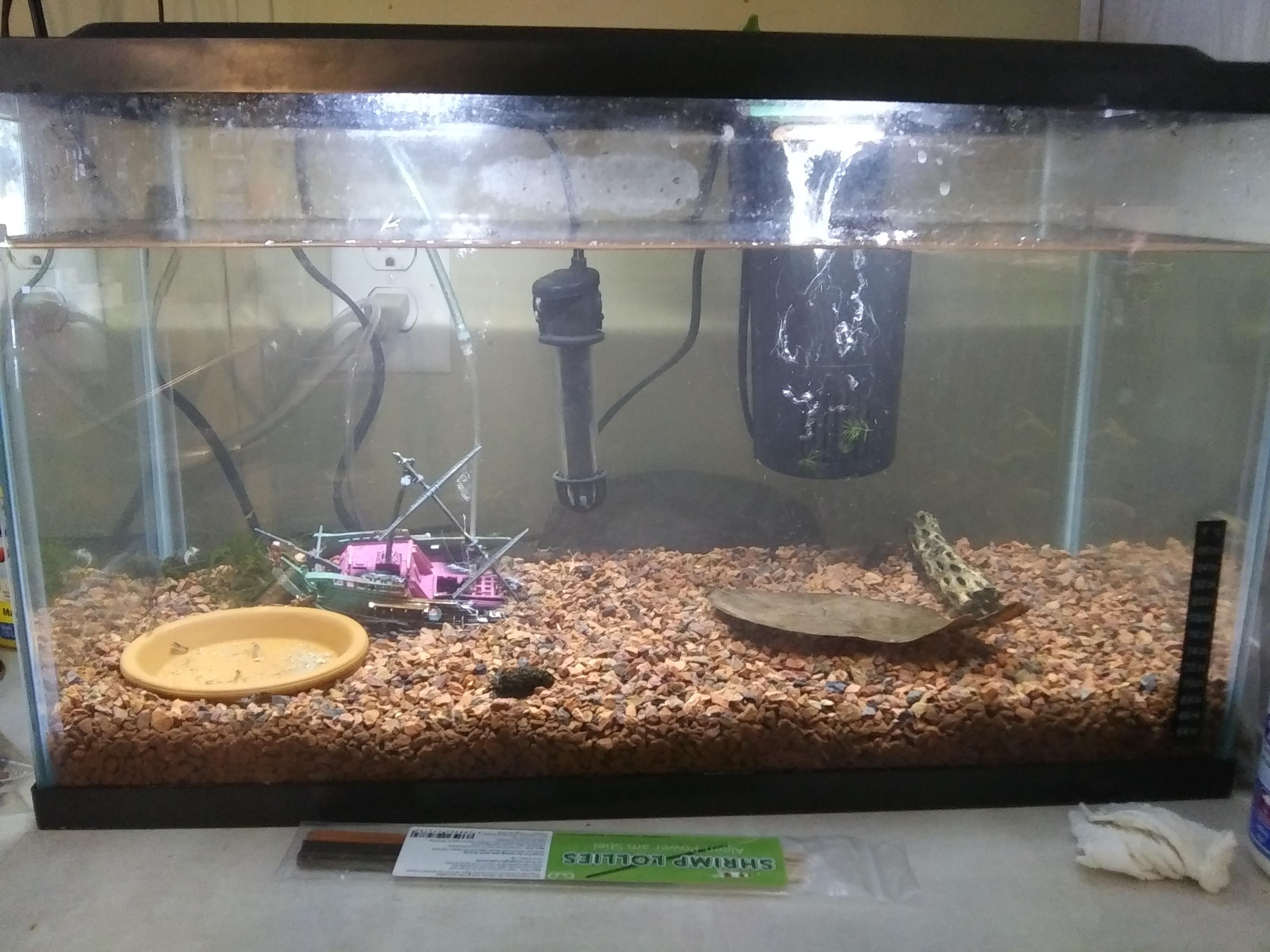 Plant ideas for blue dream shrinp tank with flourite red substrate? r