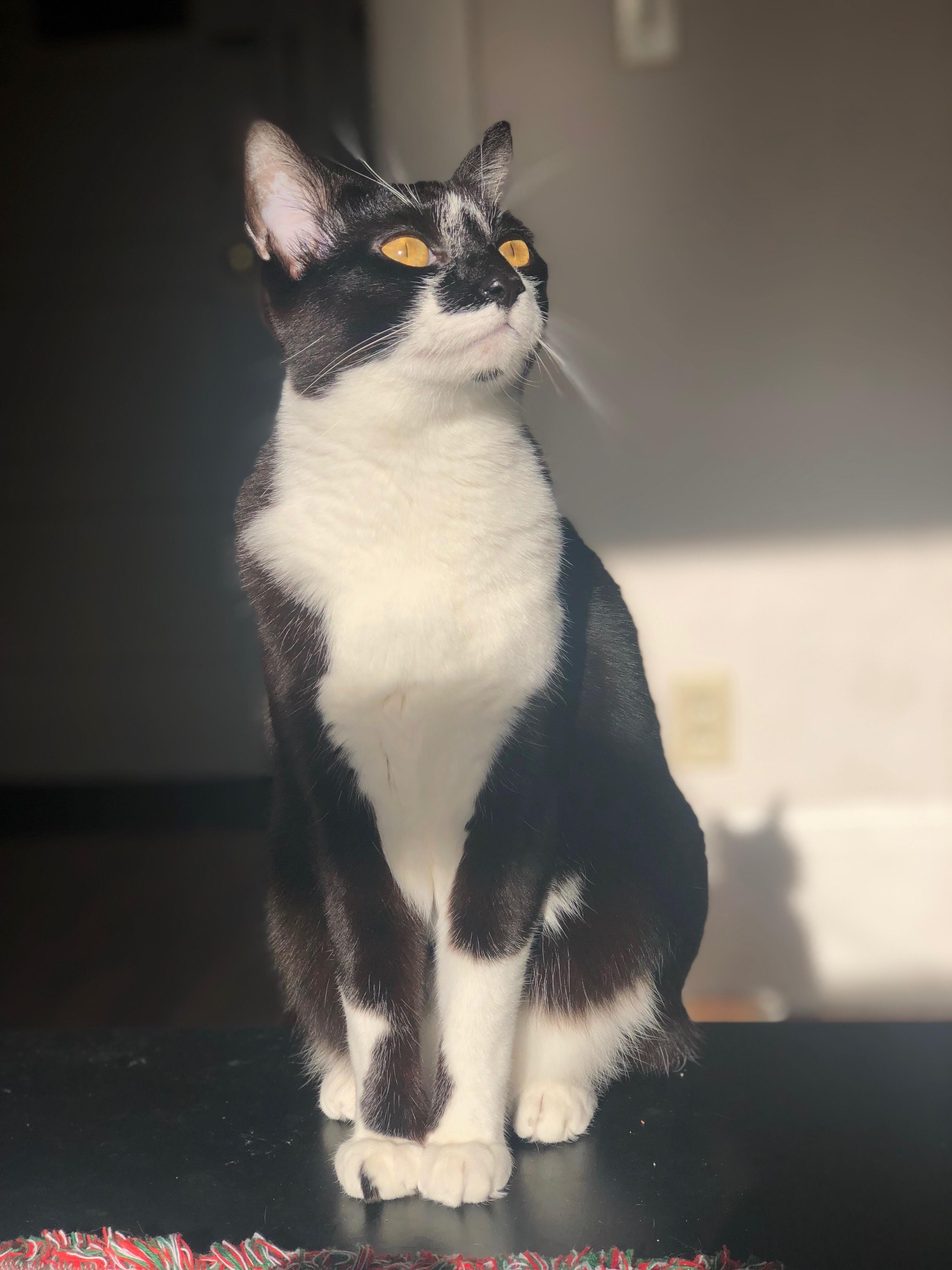 Aspen, enjoying the sunlight r/cats