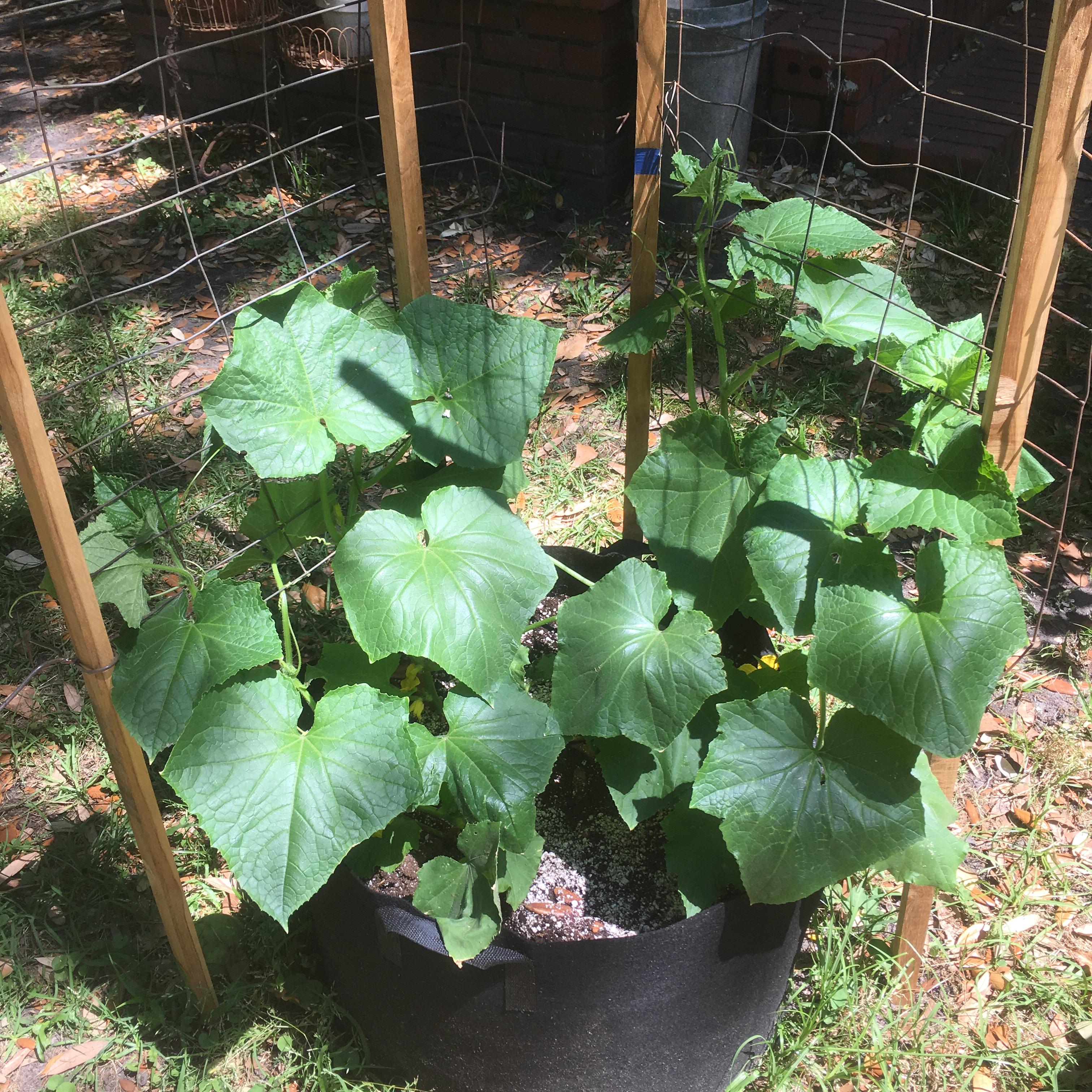 Cucumber blooms falling off What's wrong? r/gardening