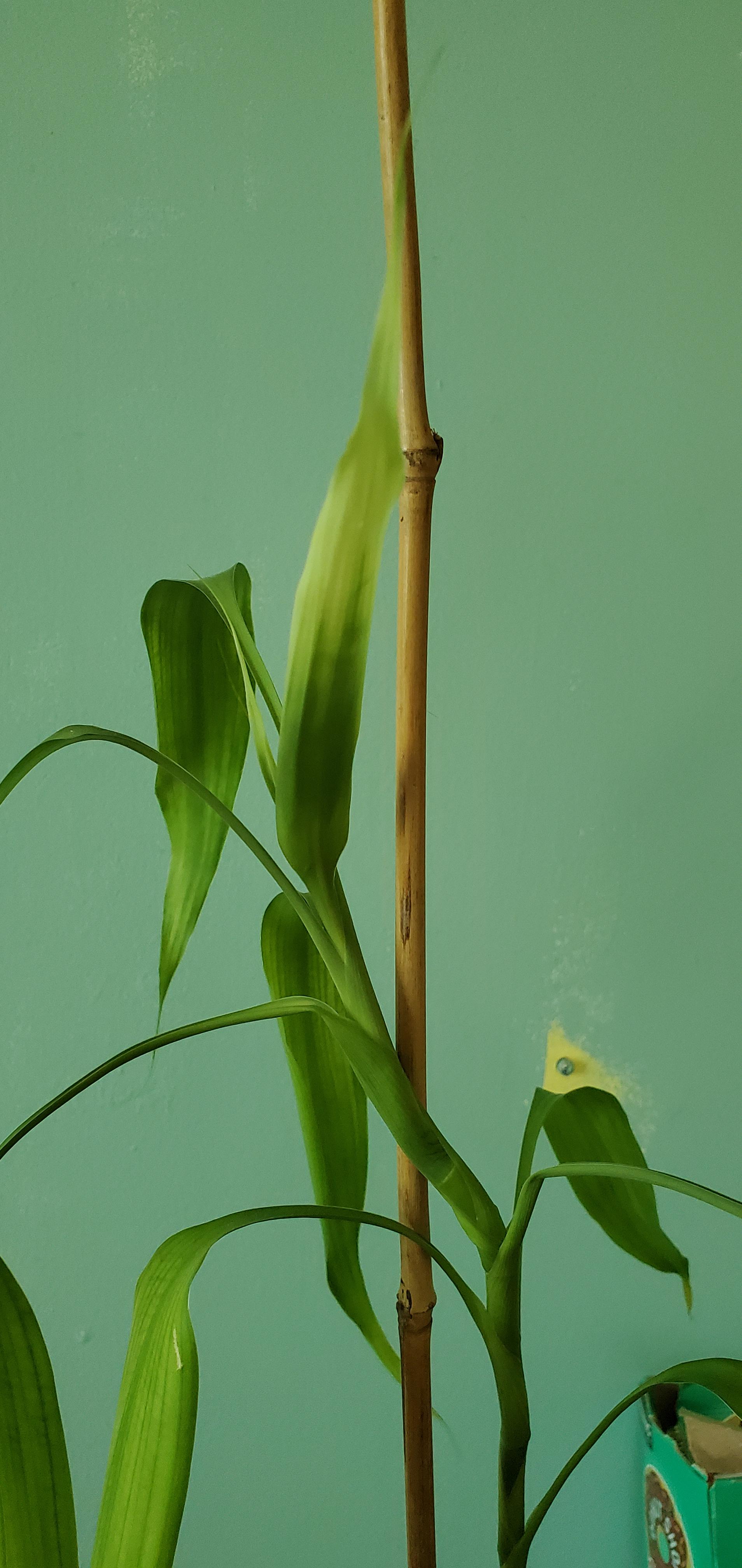 is my bamboo plant ok I have had it for 3 years (it looks more white in
