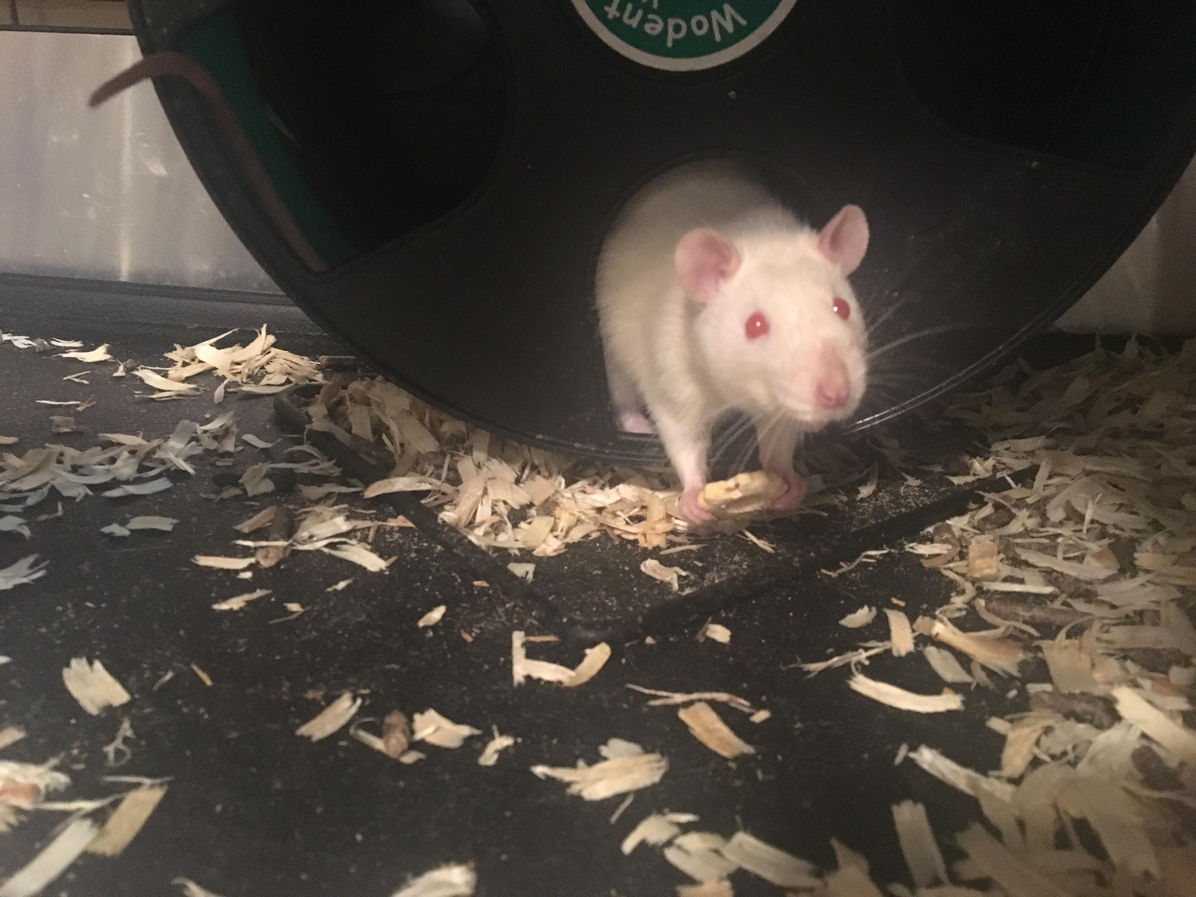 Lethargic Rat I'm a fairly new rat owner and I've noticed one of my