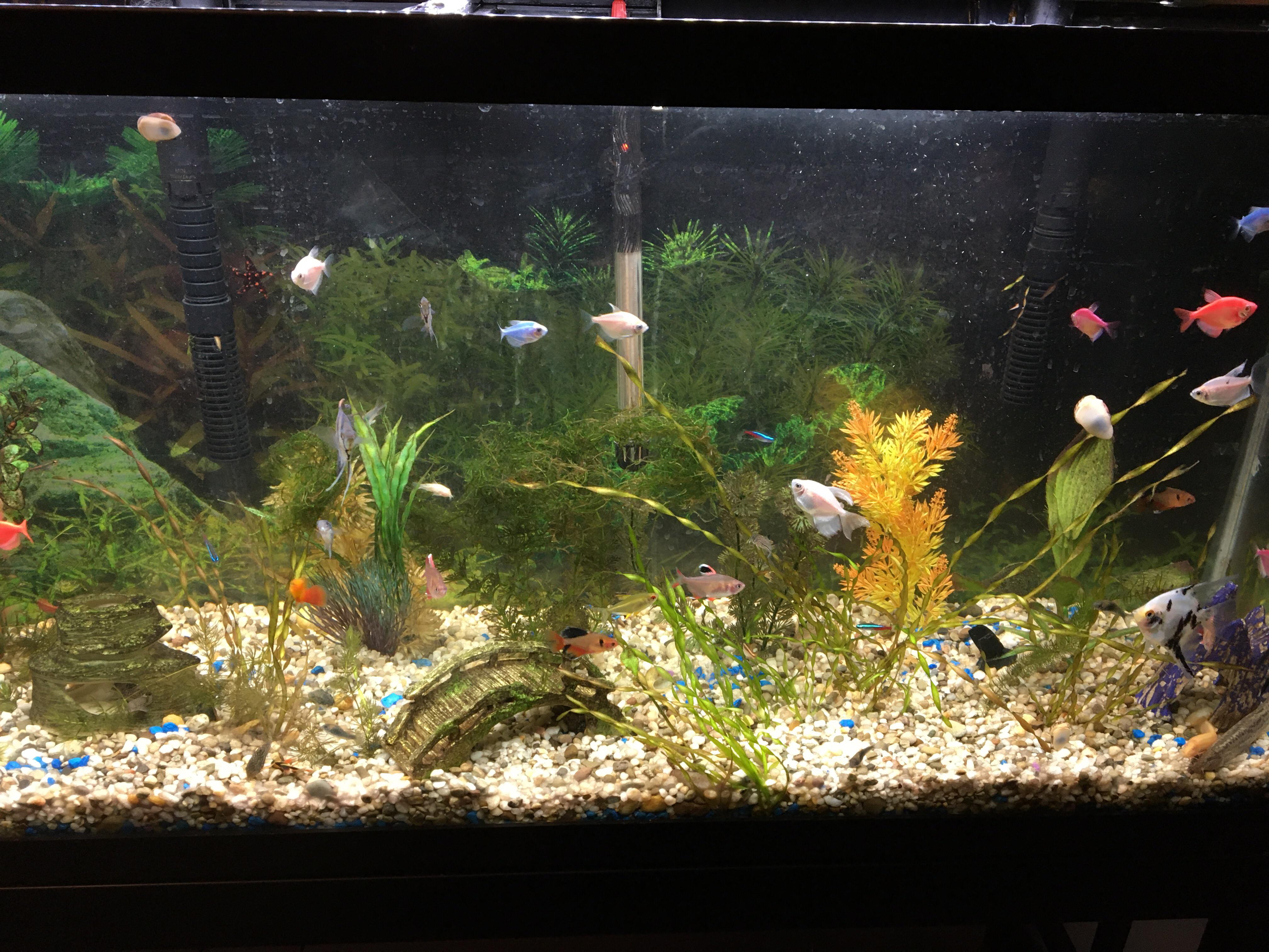 My community tank setup! A mix of tetras, livebearers, and corydoras