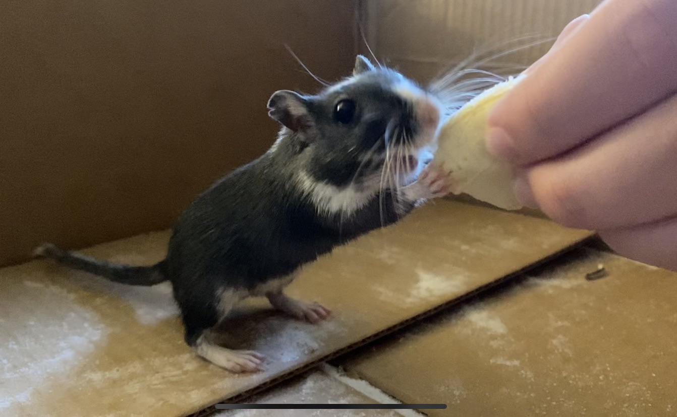Ohhh a banana 🍌 😍😀 r/gerbil
